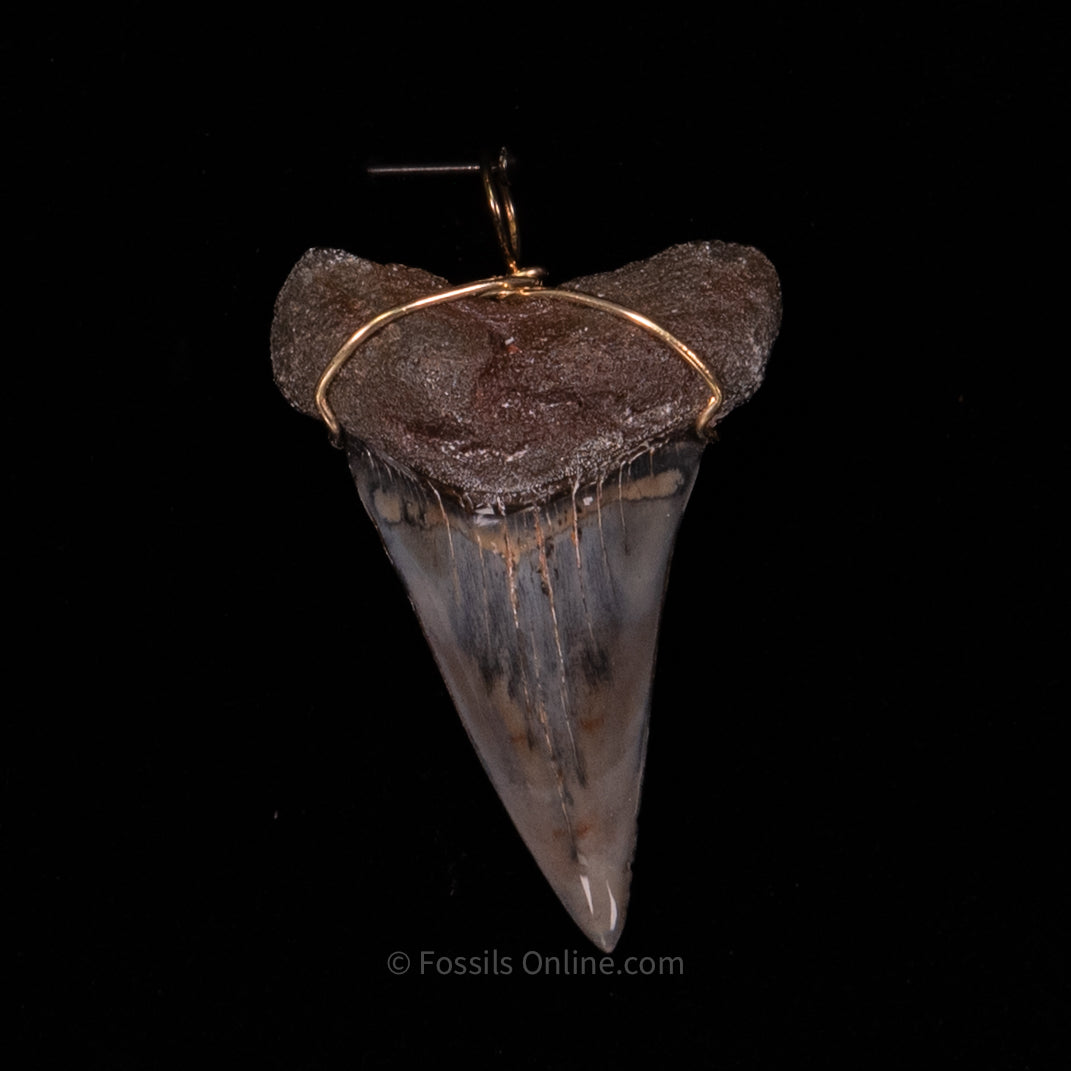 Fossil Jewelry Pendant