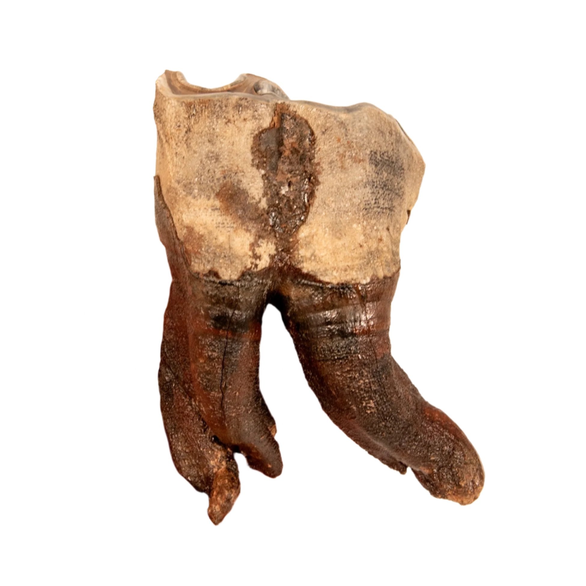 Rooted Woolly Rhino Tooth Siberia