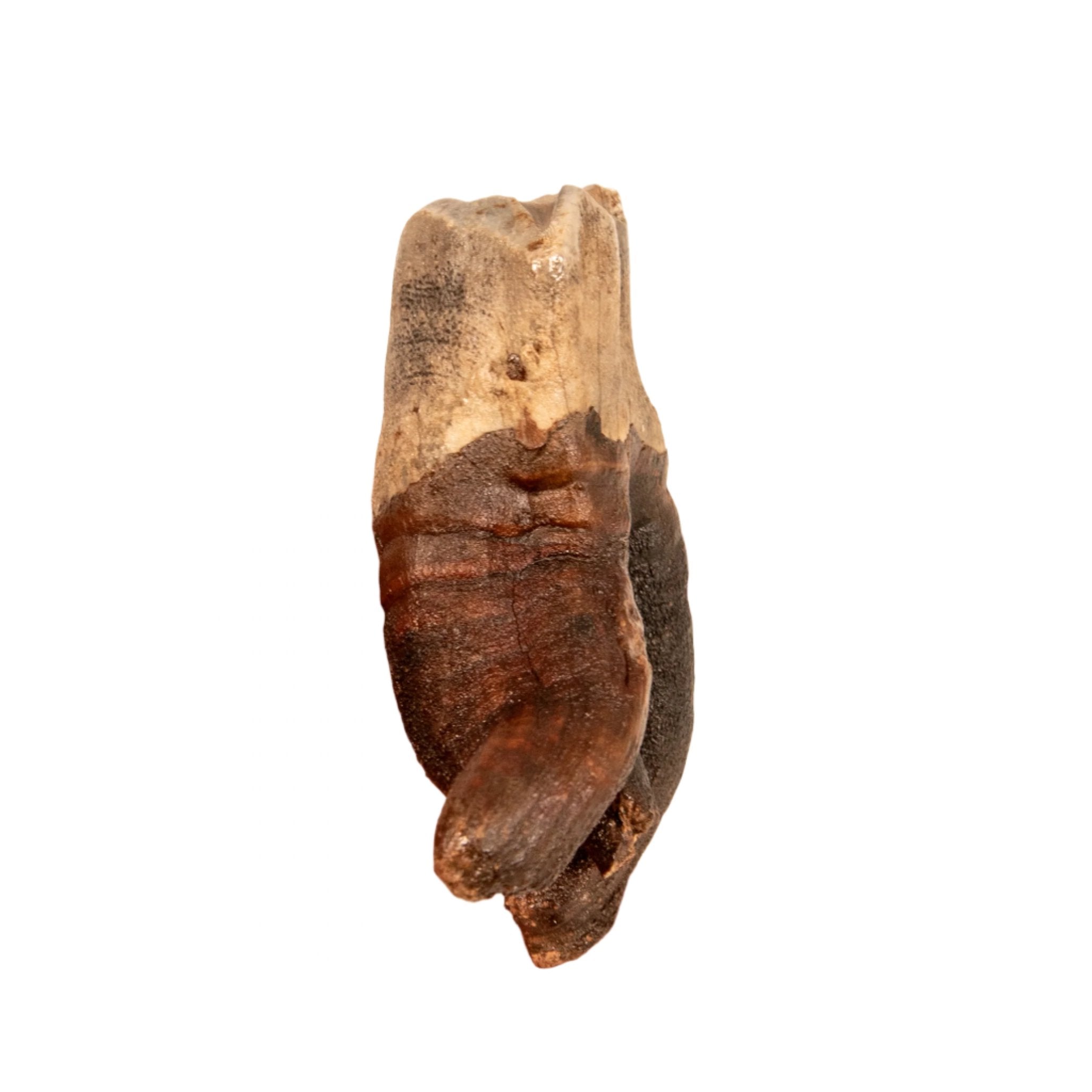 Rooted Woolly Rhino Tooth Siberia