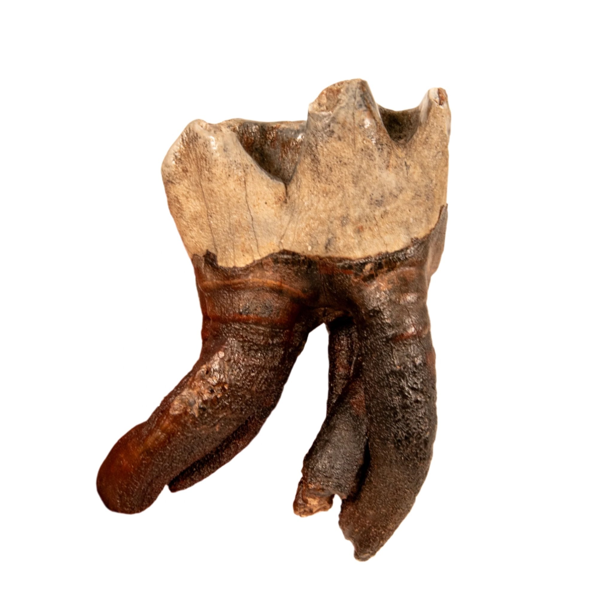 Rooted Woolly Rhino Tooth Siberia