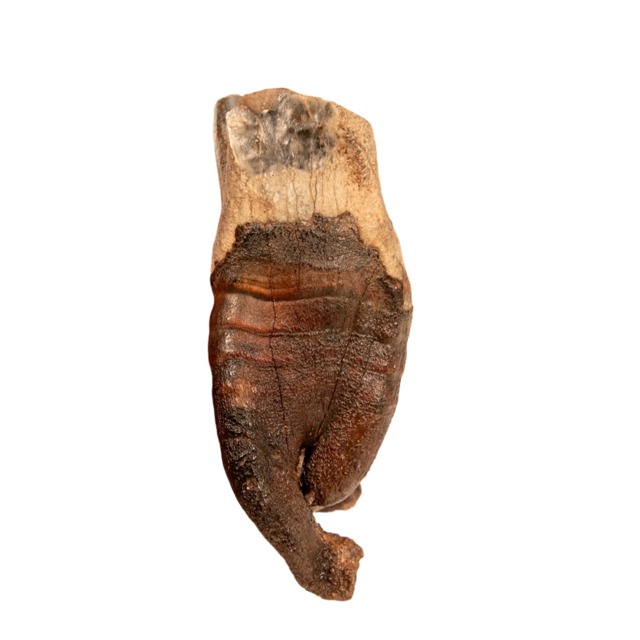 Rooted Woolly Rhino Tooth Siberia