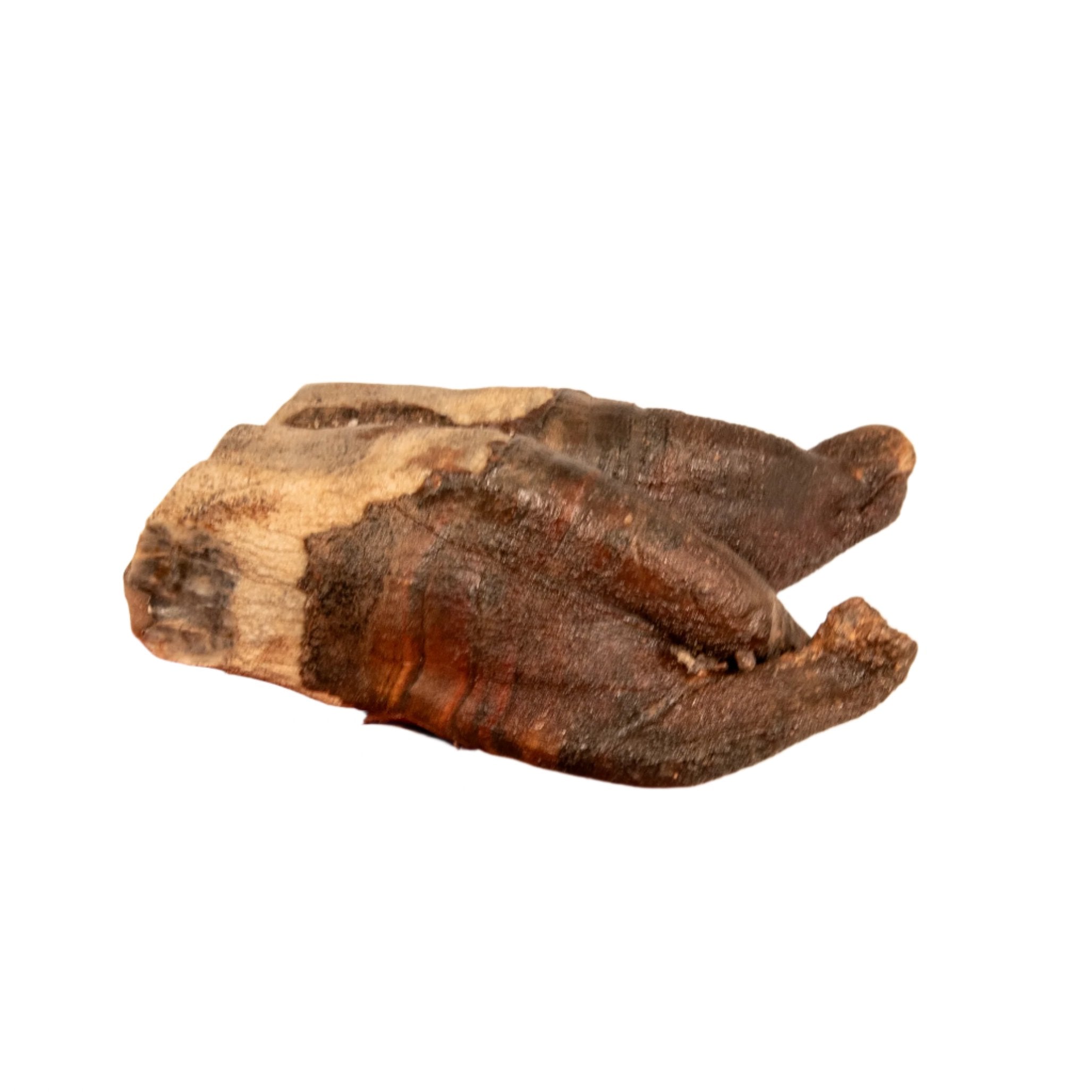 Rooted Woolly Rhino Tooth Siberia