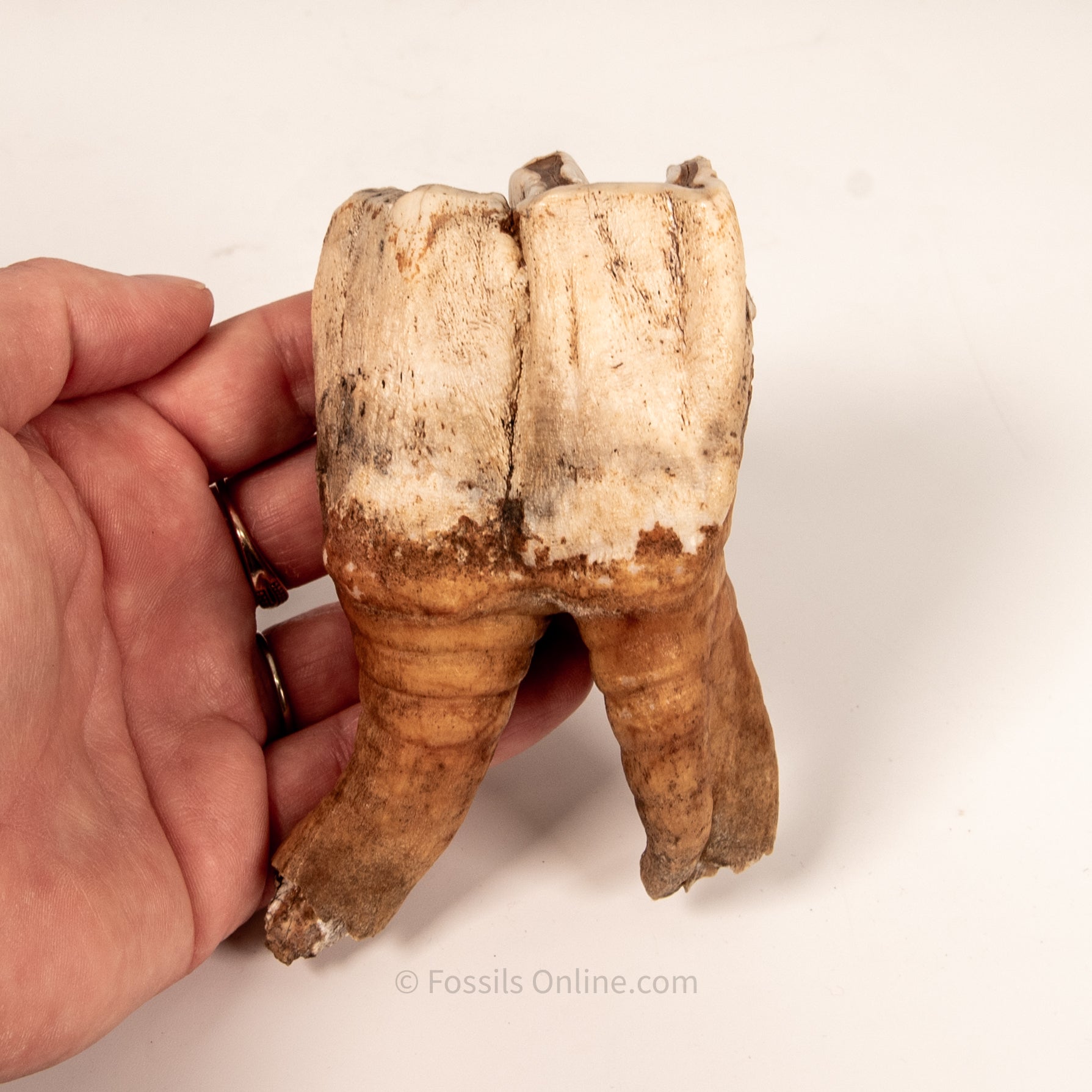 Rooted Woolly Rhino Tooth Siberia