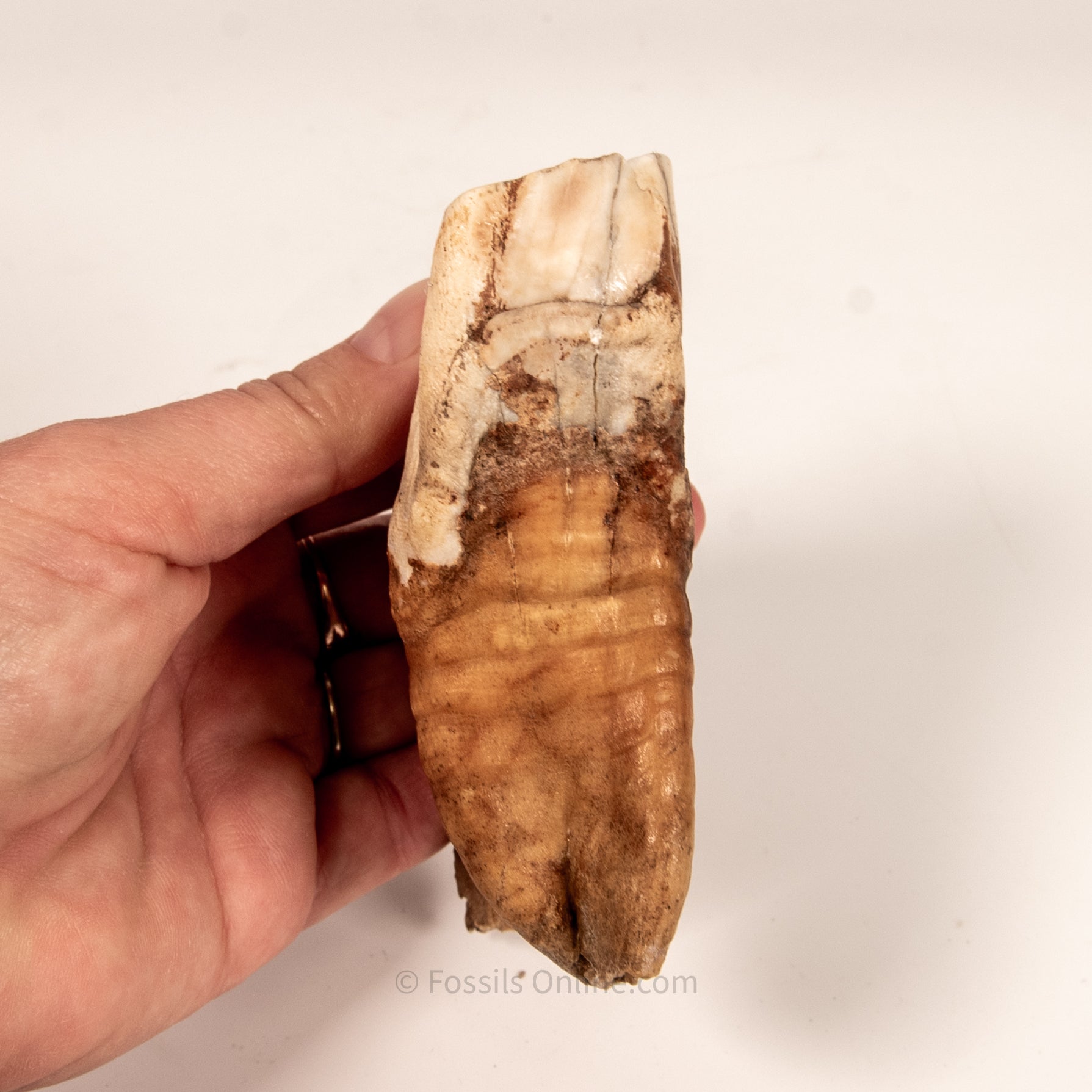 Rooted Woolly Rhino Tooth Siberia