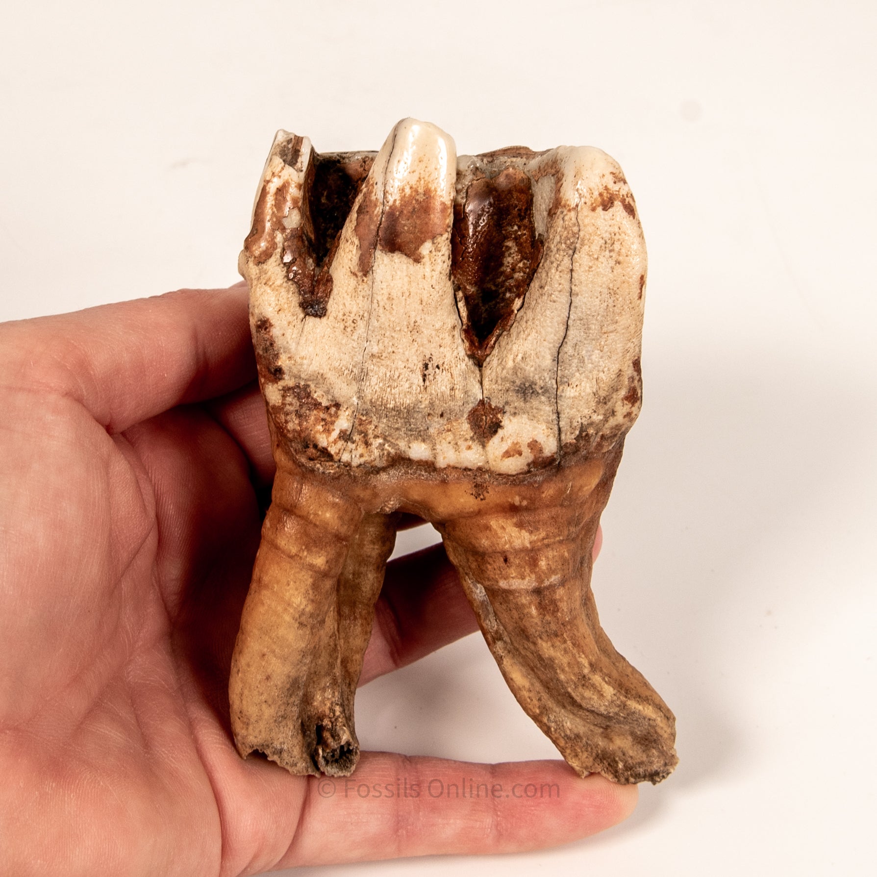 Rooted Woolly Rhino Tooth Siberia