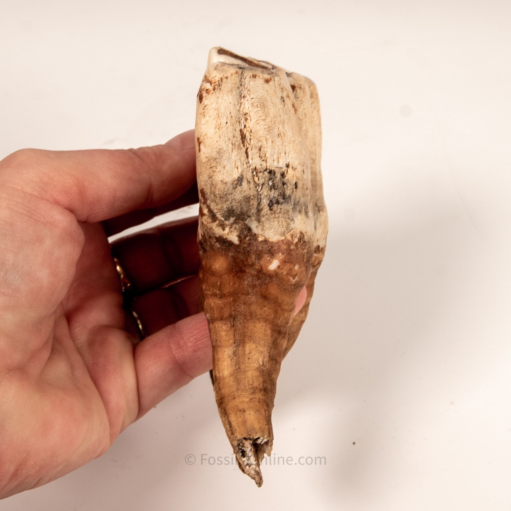 Rooted Woolly Rhino Tooth Siberia