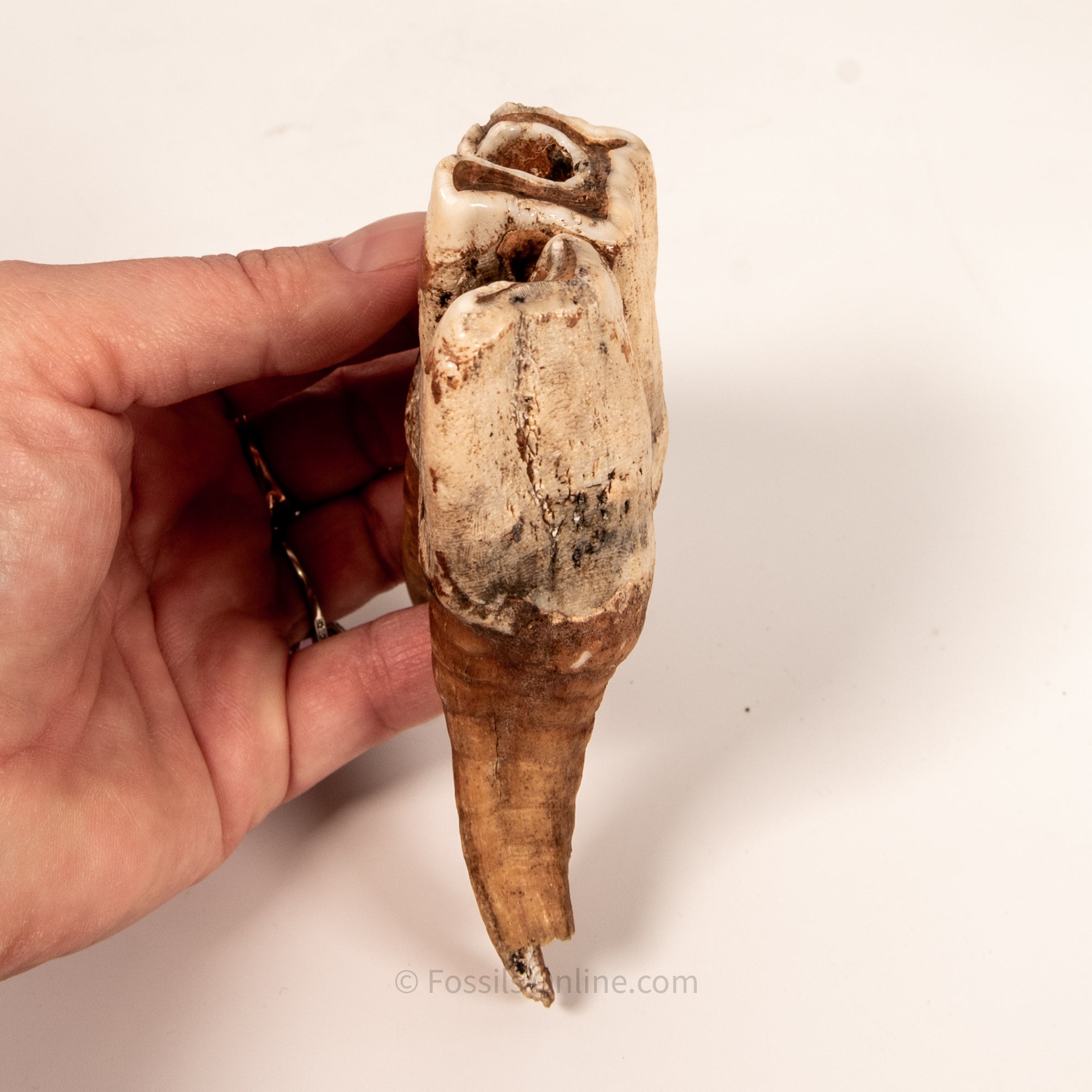 Rooted Woolly Rhino Tooth Siberia