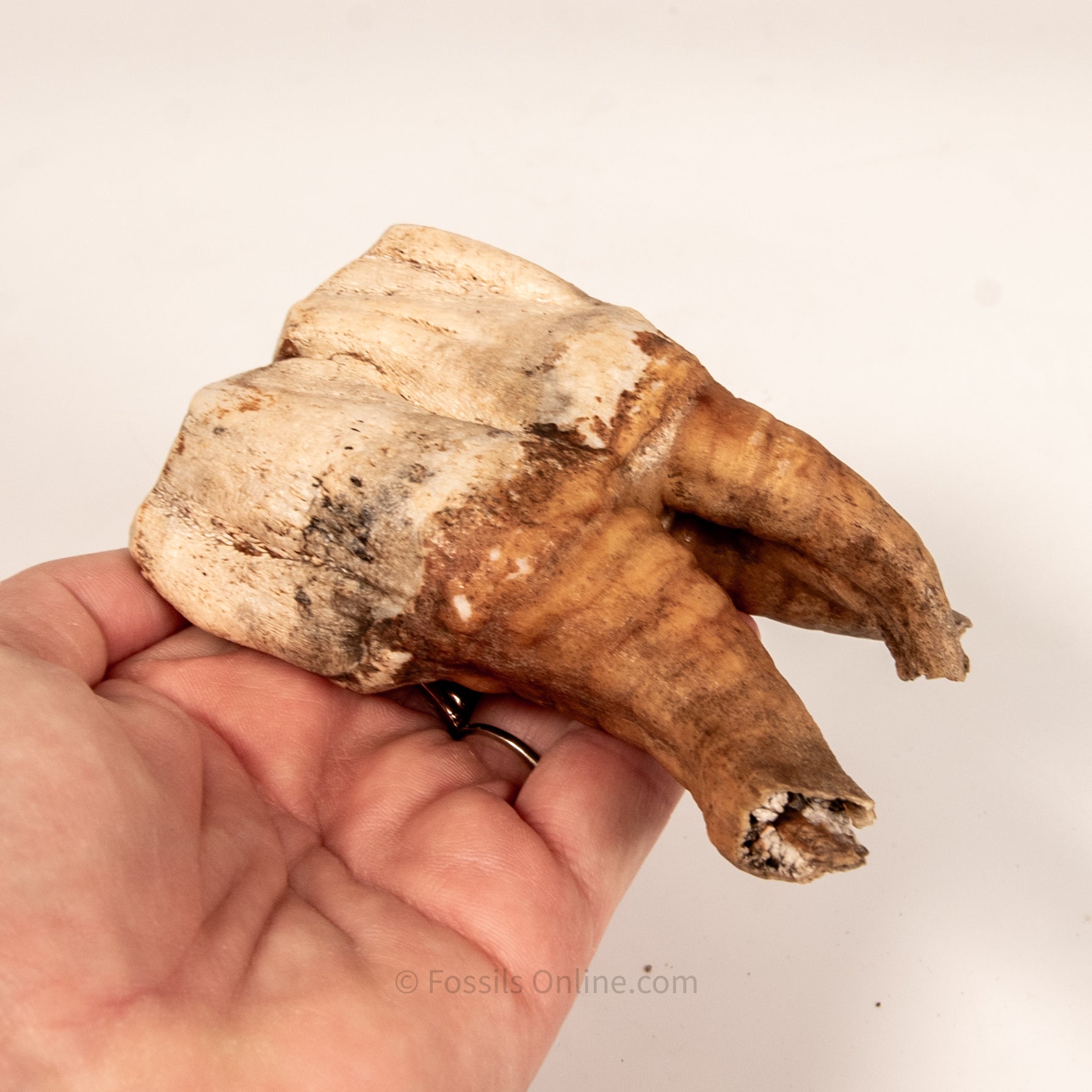 Rooted Woolly Rhino Tooth Siberia