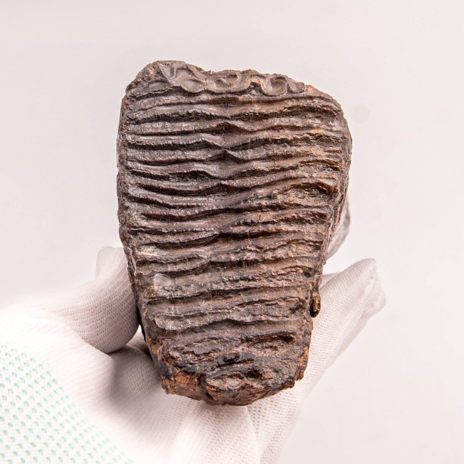 Woolly Mammoth Tooth from Alaska