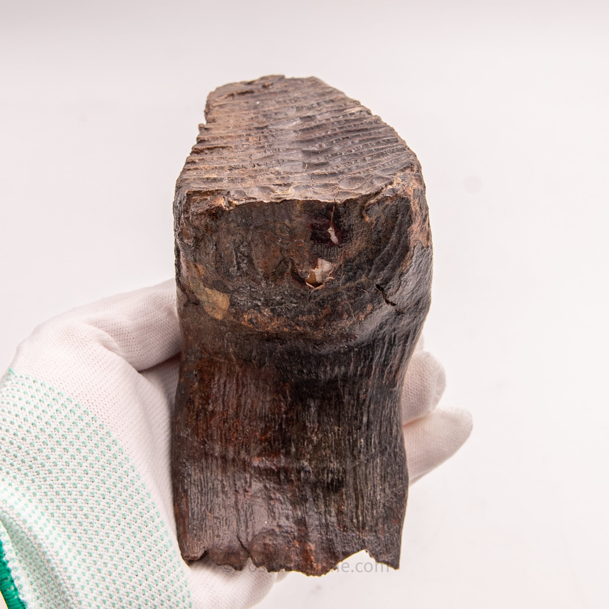 Woolly Mammoth Tooth from Alaska