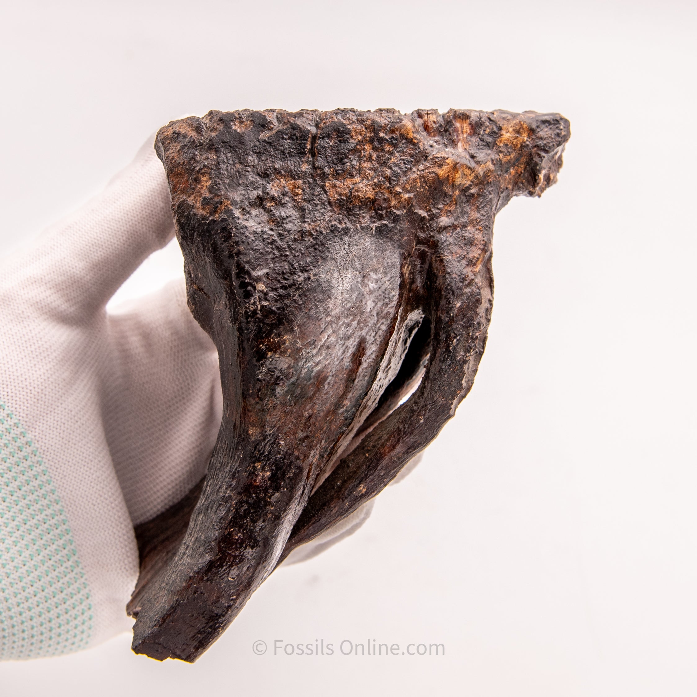 Woolly Mammoth Tooth from Alaska