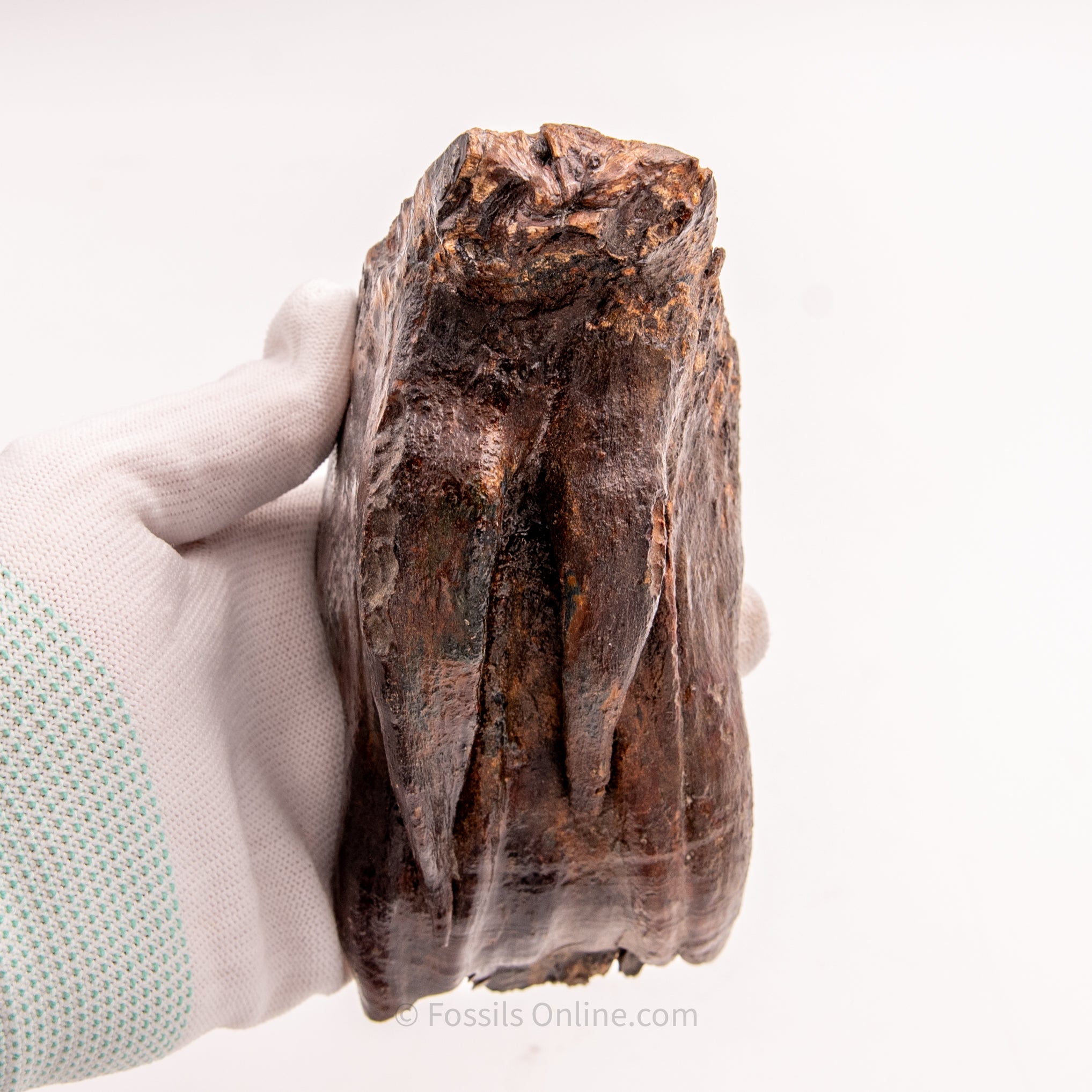 Woolly Mammoth Tooth from Alaska