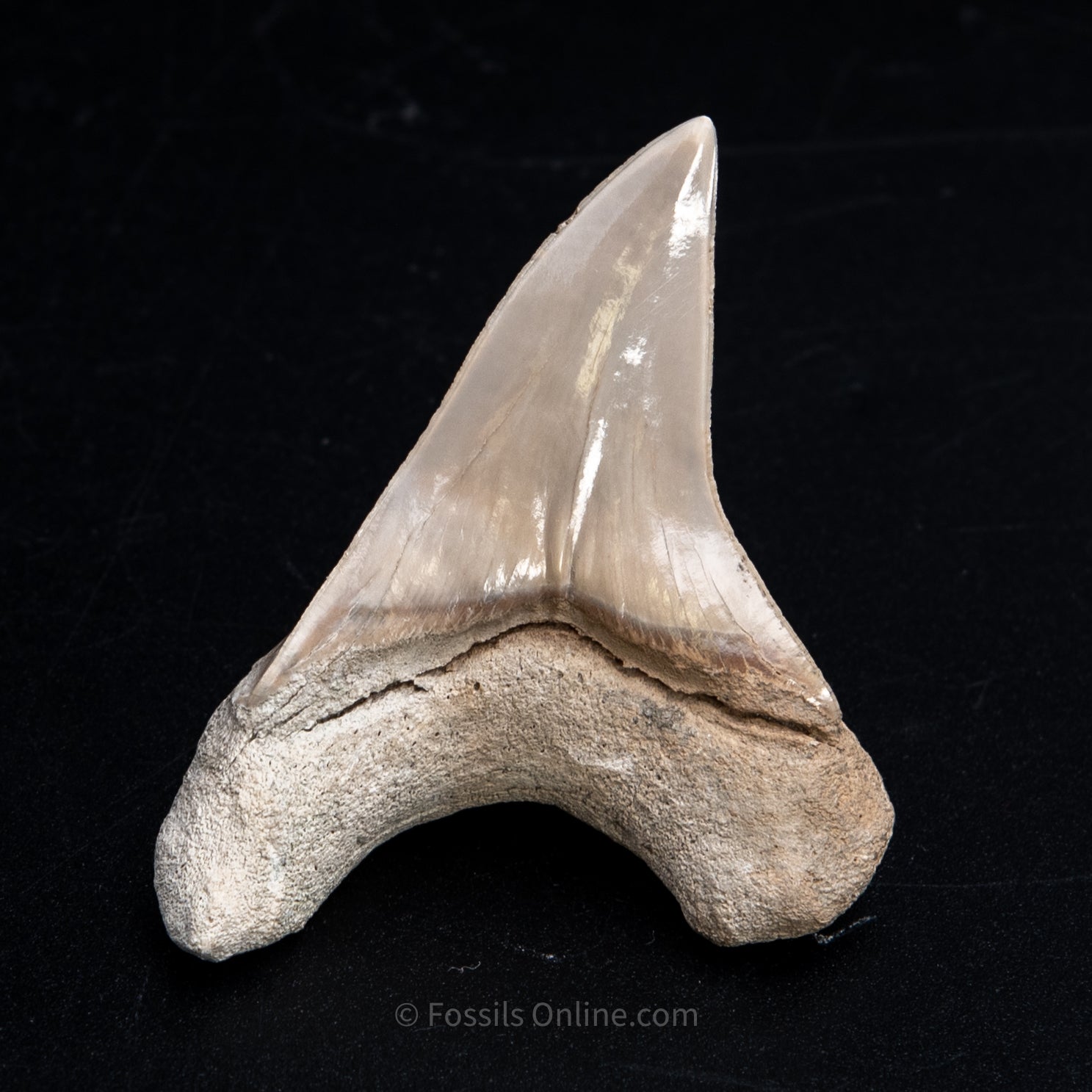 Parotodus Benedeni Tooth 2.72" Lee Creek