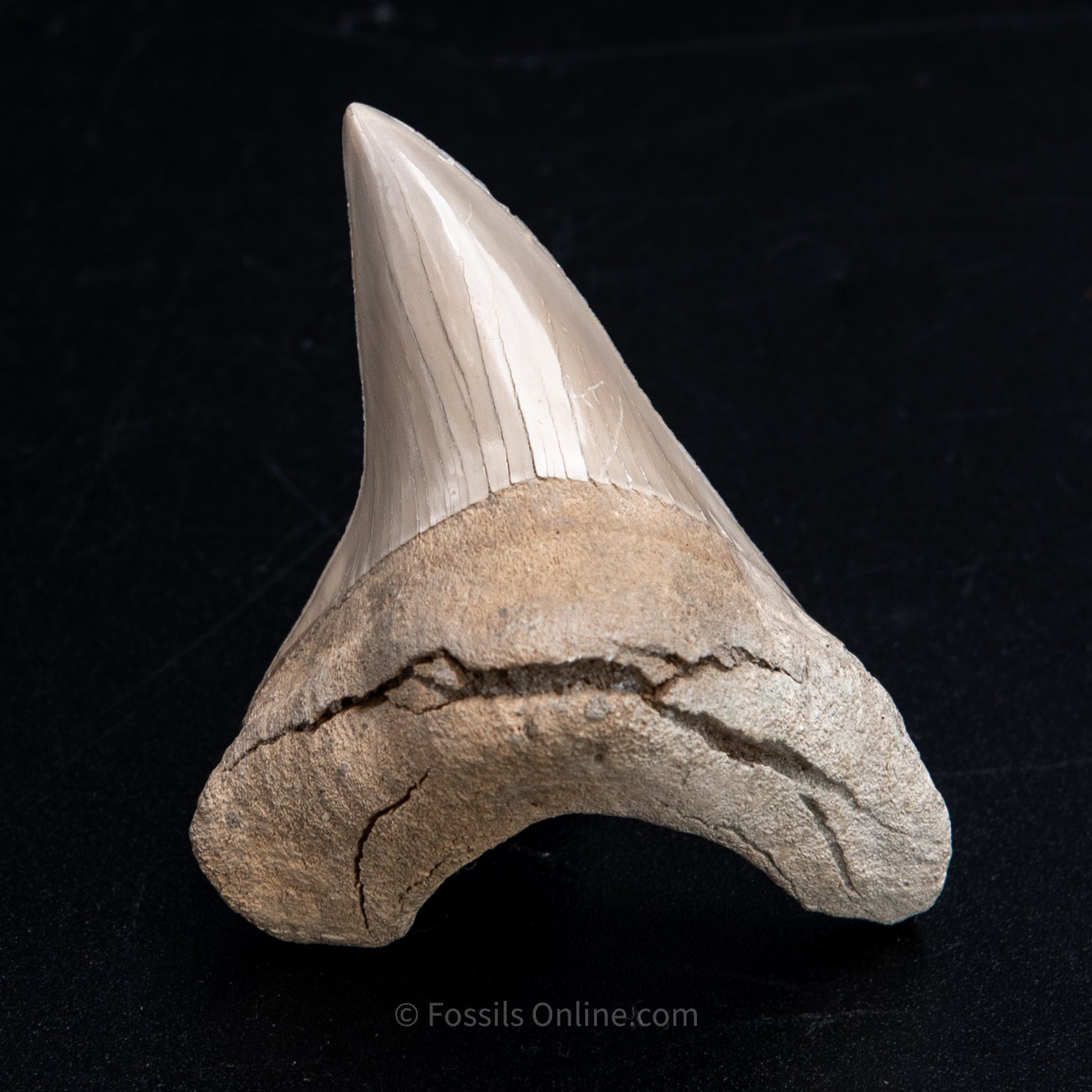 Parotodus Benedeni Tooth 2.72" Lee Creek