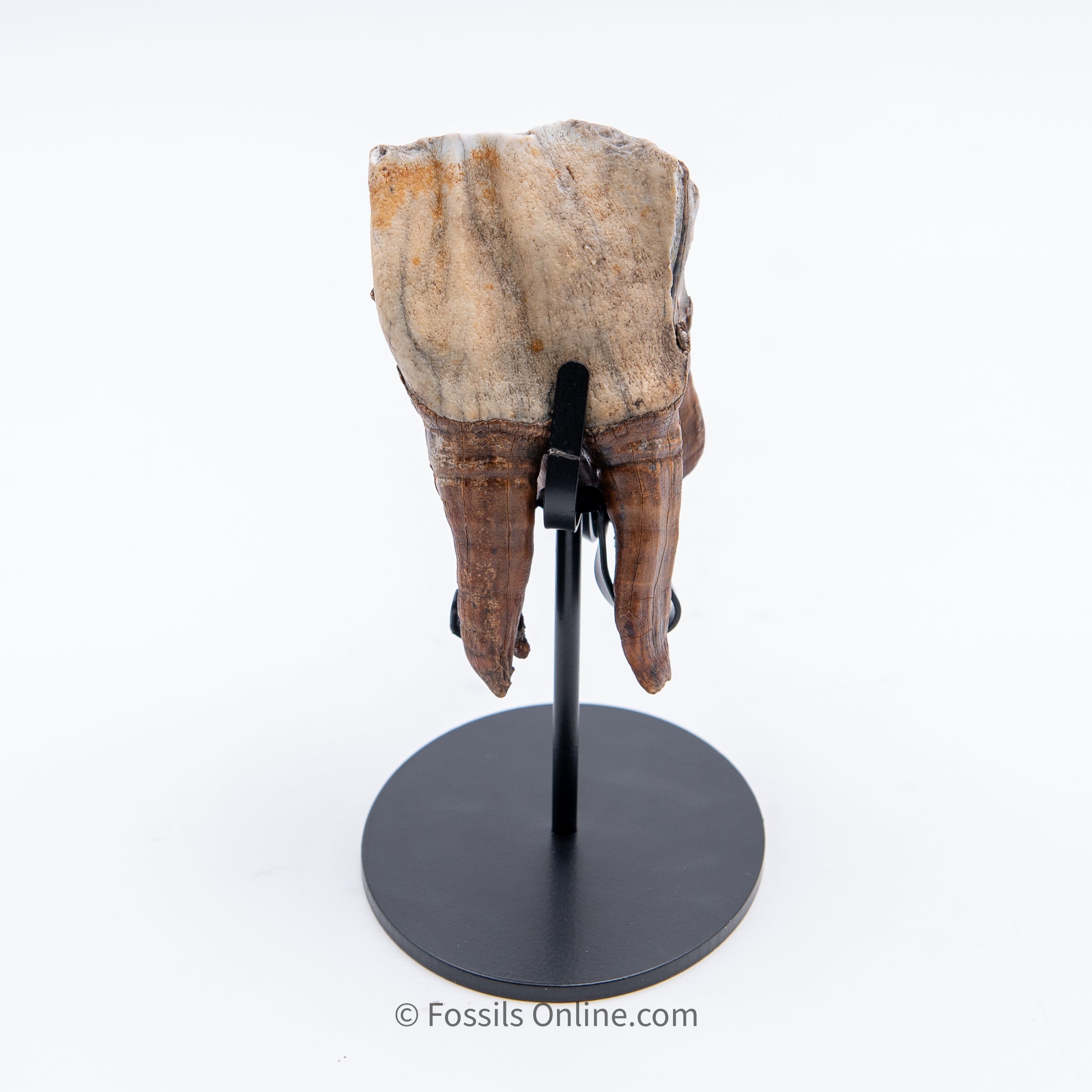 Rooted Woolly Rhino Tooth Siberia