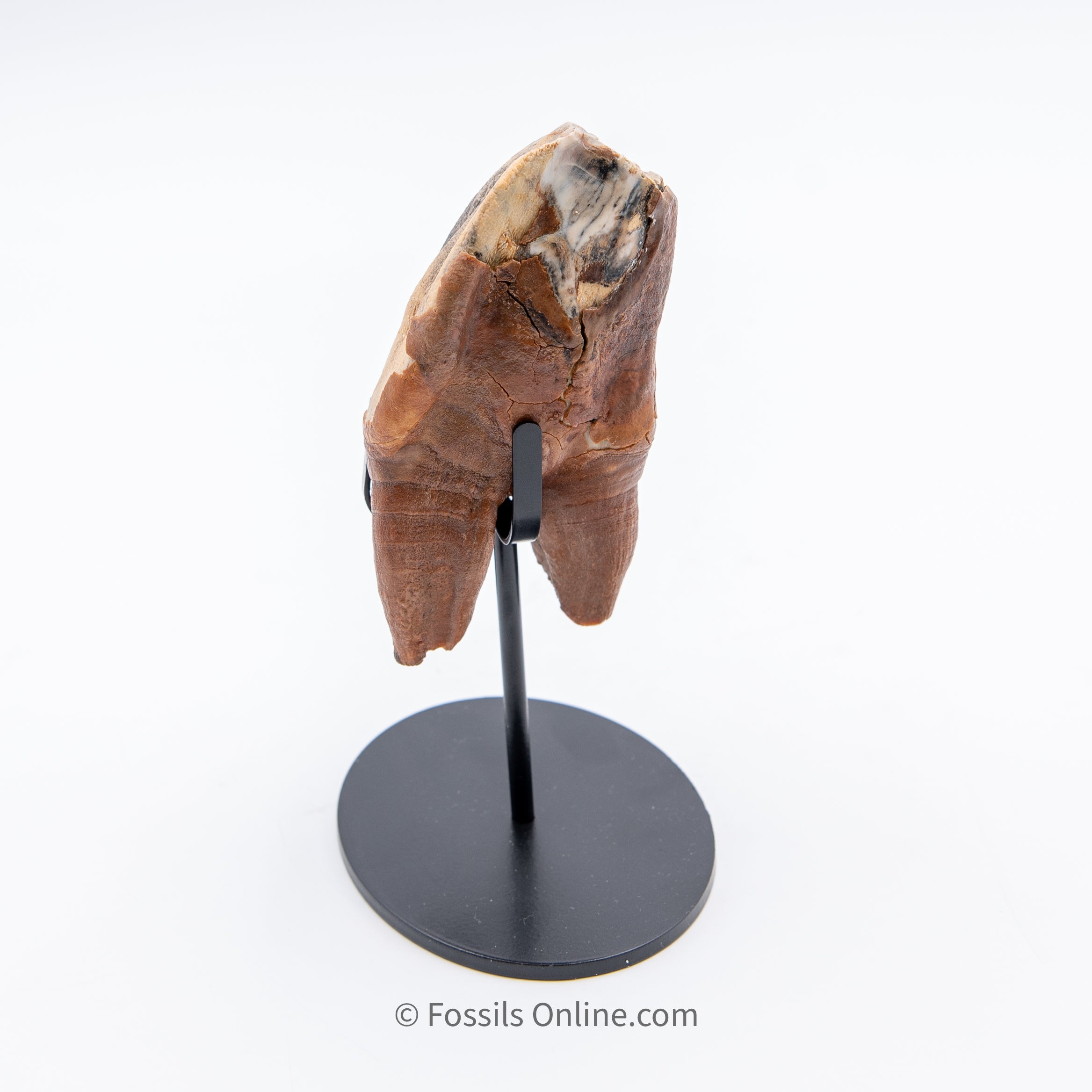 Rooted Woolly Rhino Tooth Siberia