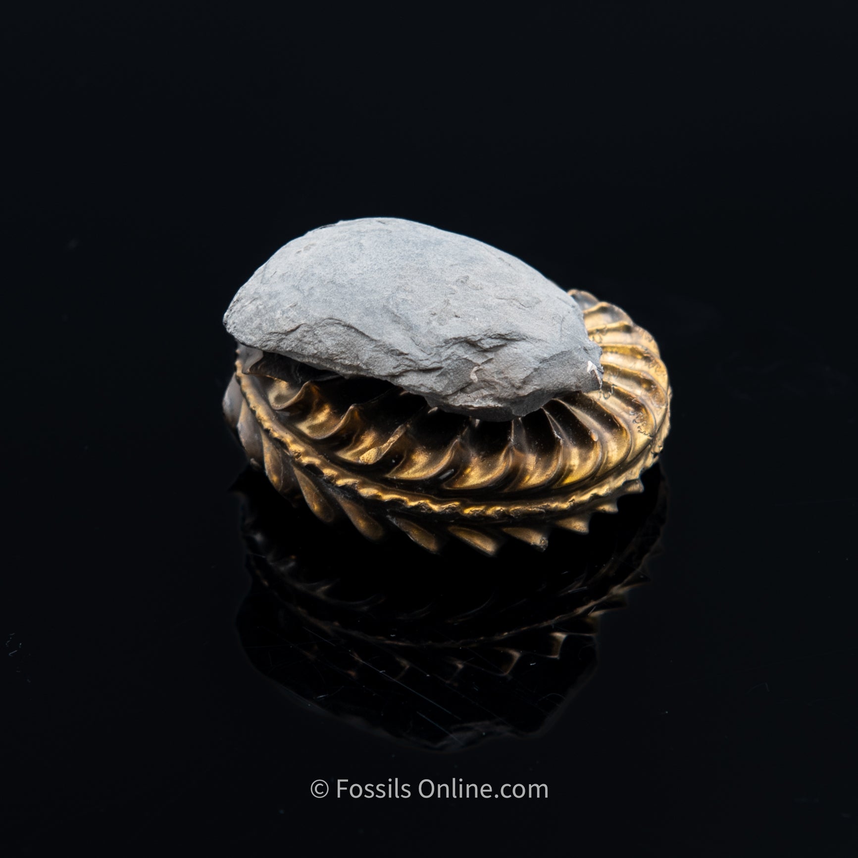 Fossil Pyritized Ammonite with its negative Pleuroceras Jurassic Germany