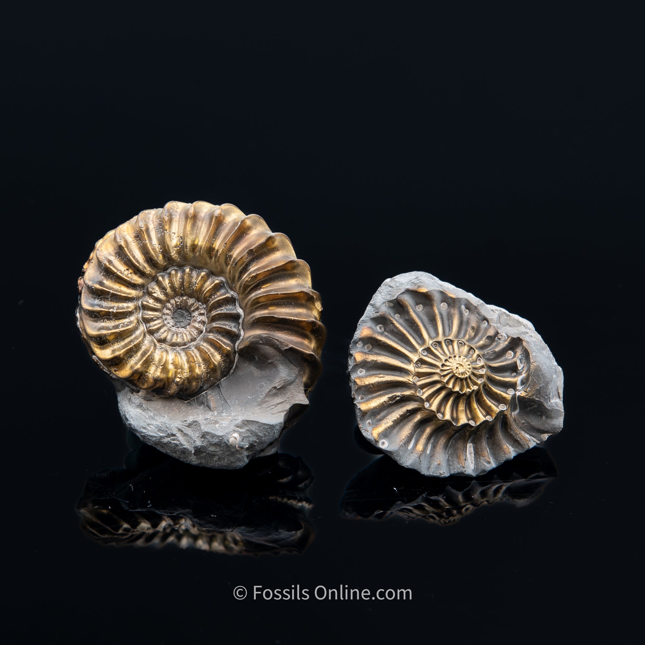 Fossil Pyritized Ammonite with its negative Pleuroceras Jurassic Germany