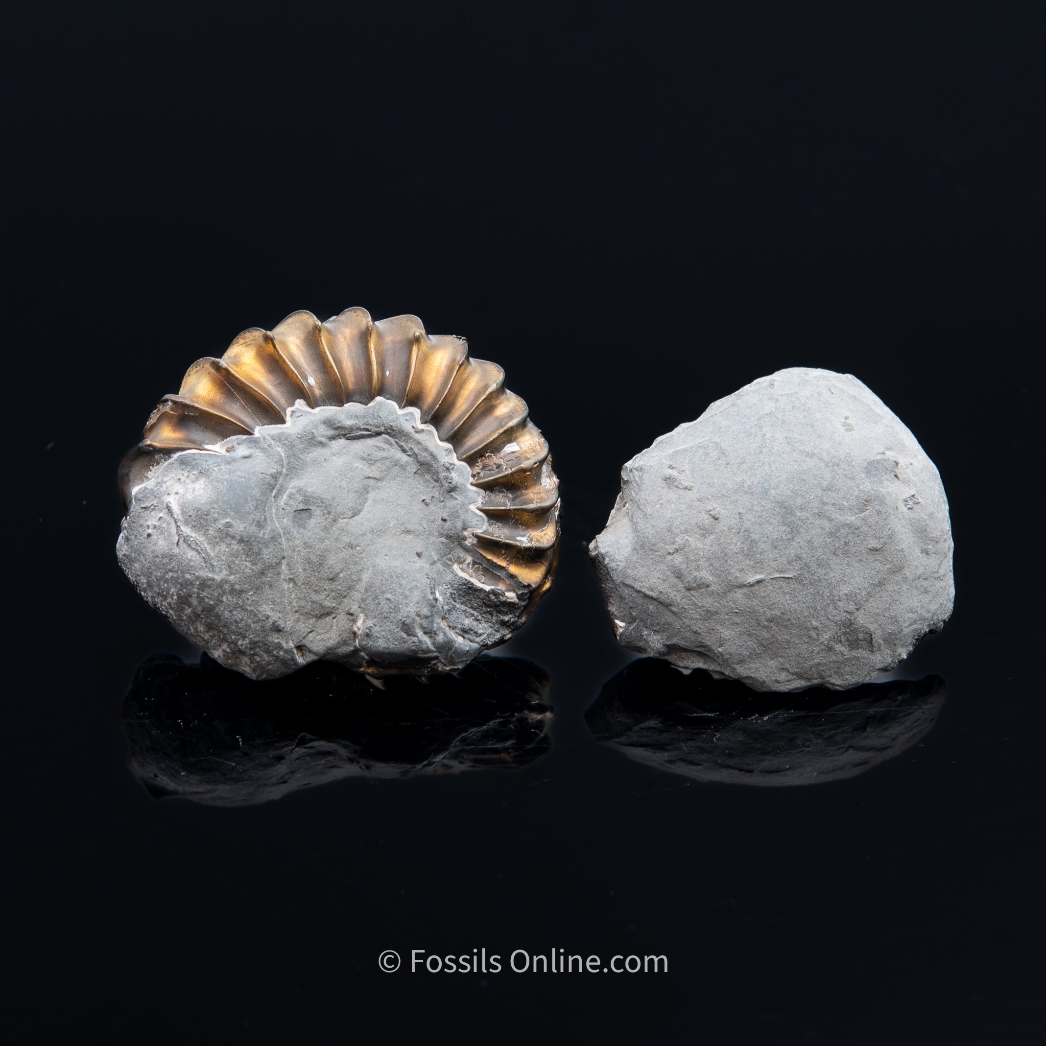 Fossil Pyritized Ammonite with its negative Pleuroceras Jurassic Germany