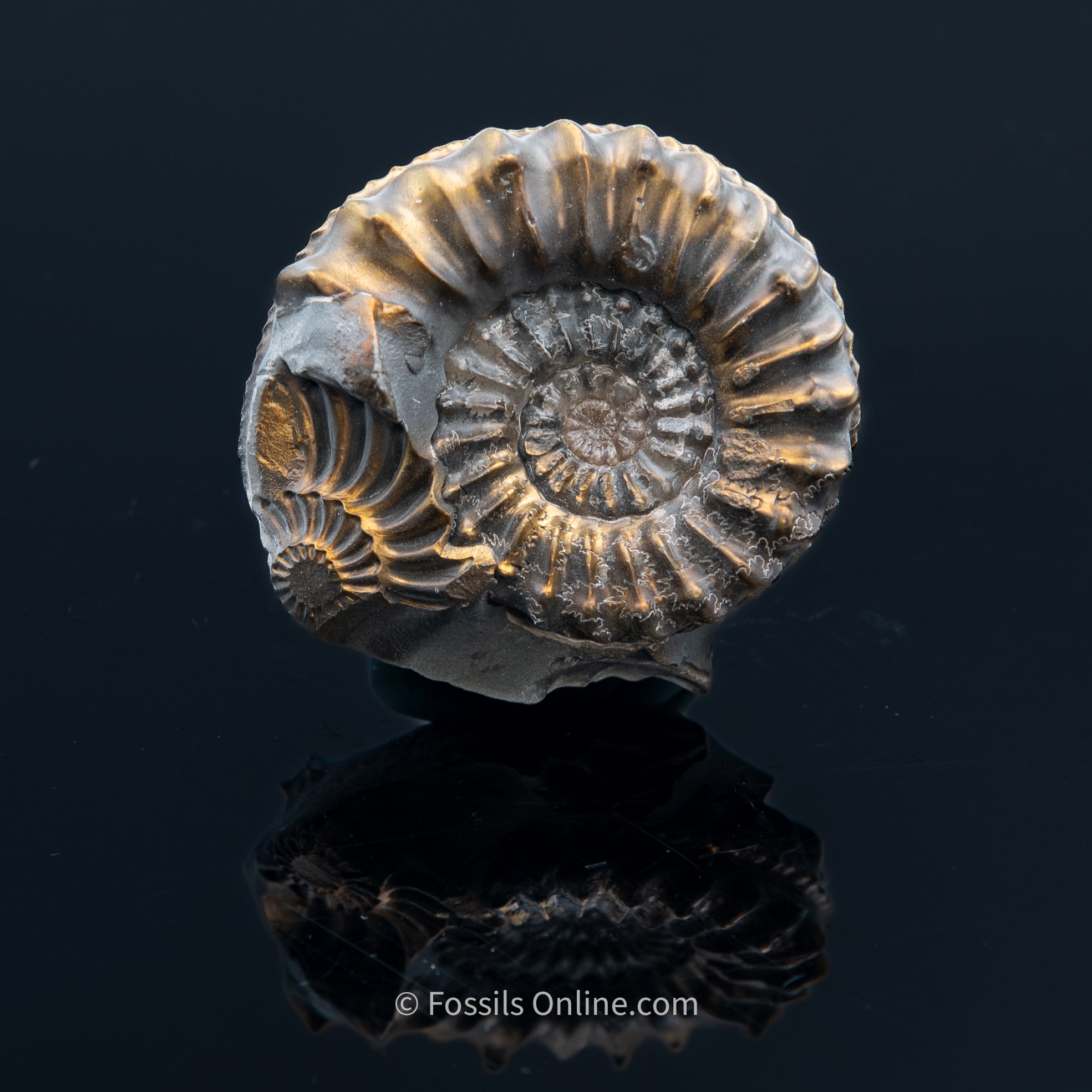 Fossil Pyritized Ammonite Pleuroceras Jurassic Germany