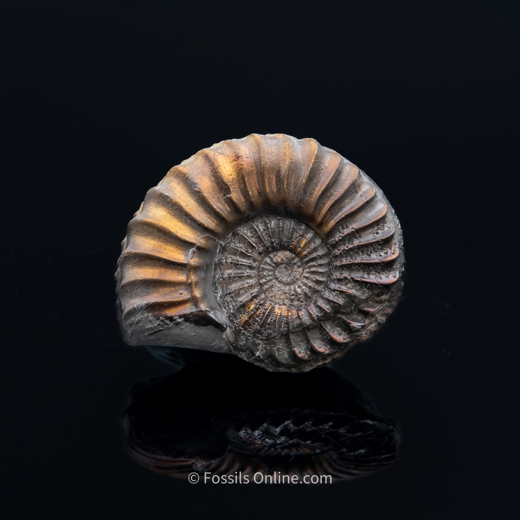 Fossil Pyritized Ammonite Pleuroceras Jurassic Germany