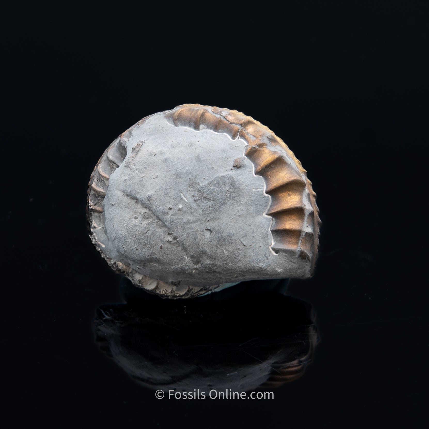 Fossil Pyritized Ammonite Pleuroceras Jurassic Germany