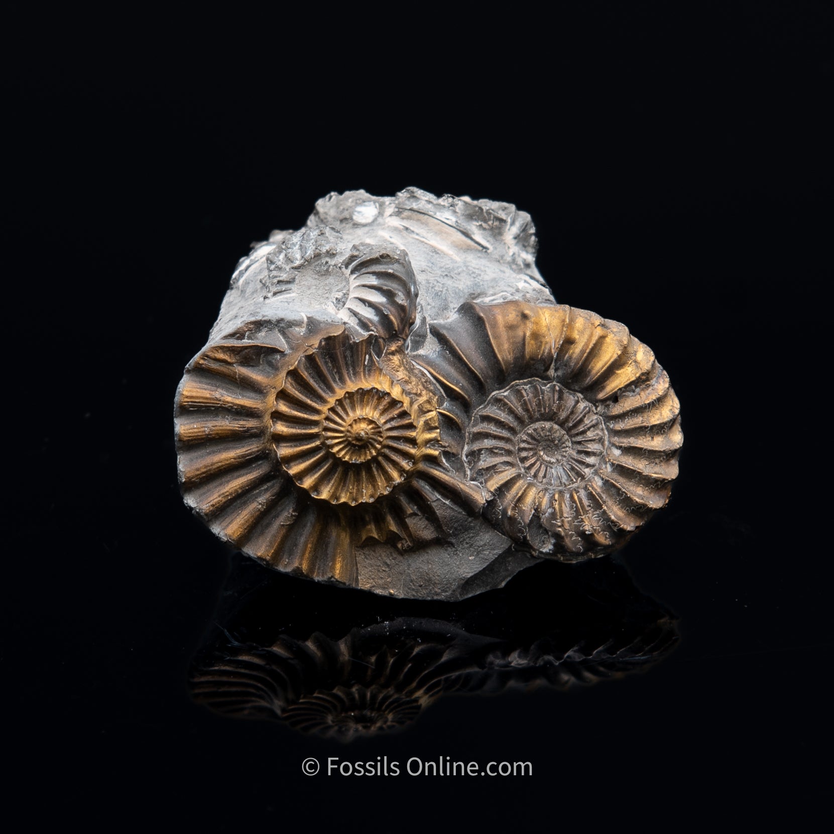 Fossil Pyritized Ammonite Pleuroceras Cluster Jurassic Germany