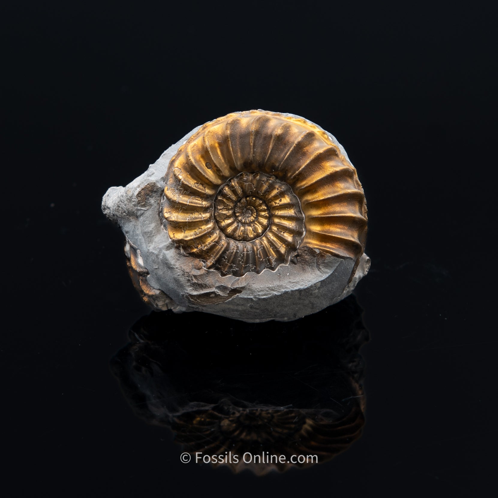 Fossil Pyritized double Ammonite Pleuroceras Cluster Jurassic Germany