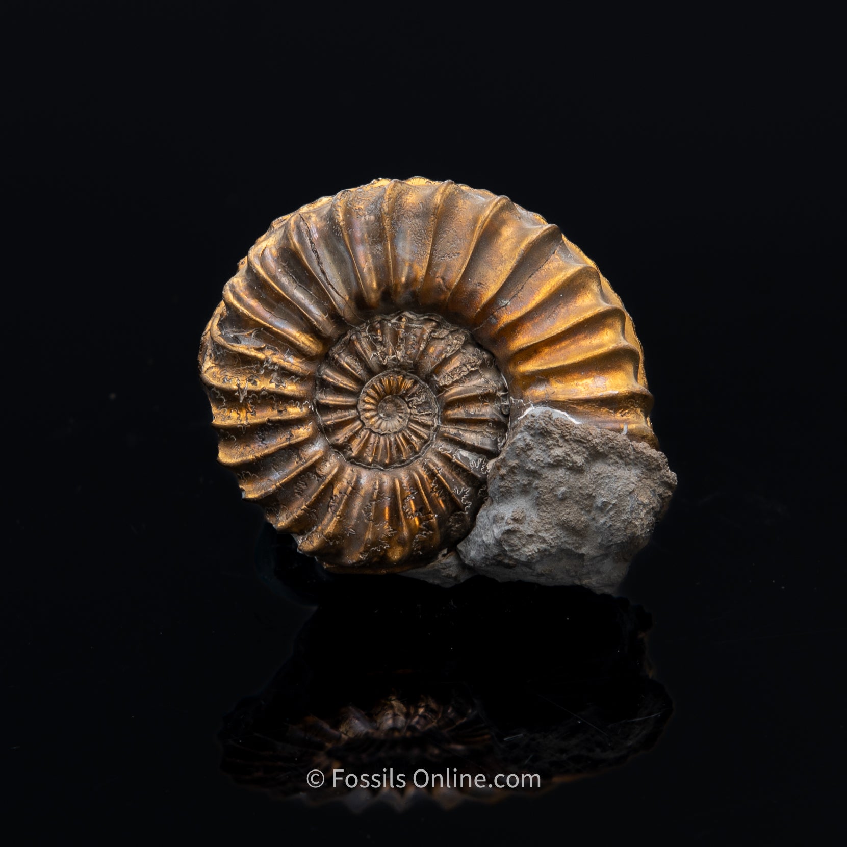 Fossil Pyritized Ammonite Pleuroceras Cluster Jurassic Germany