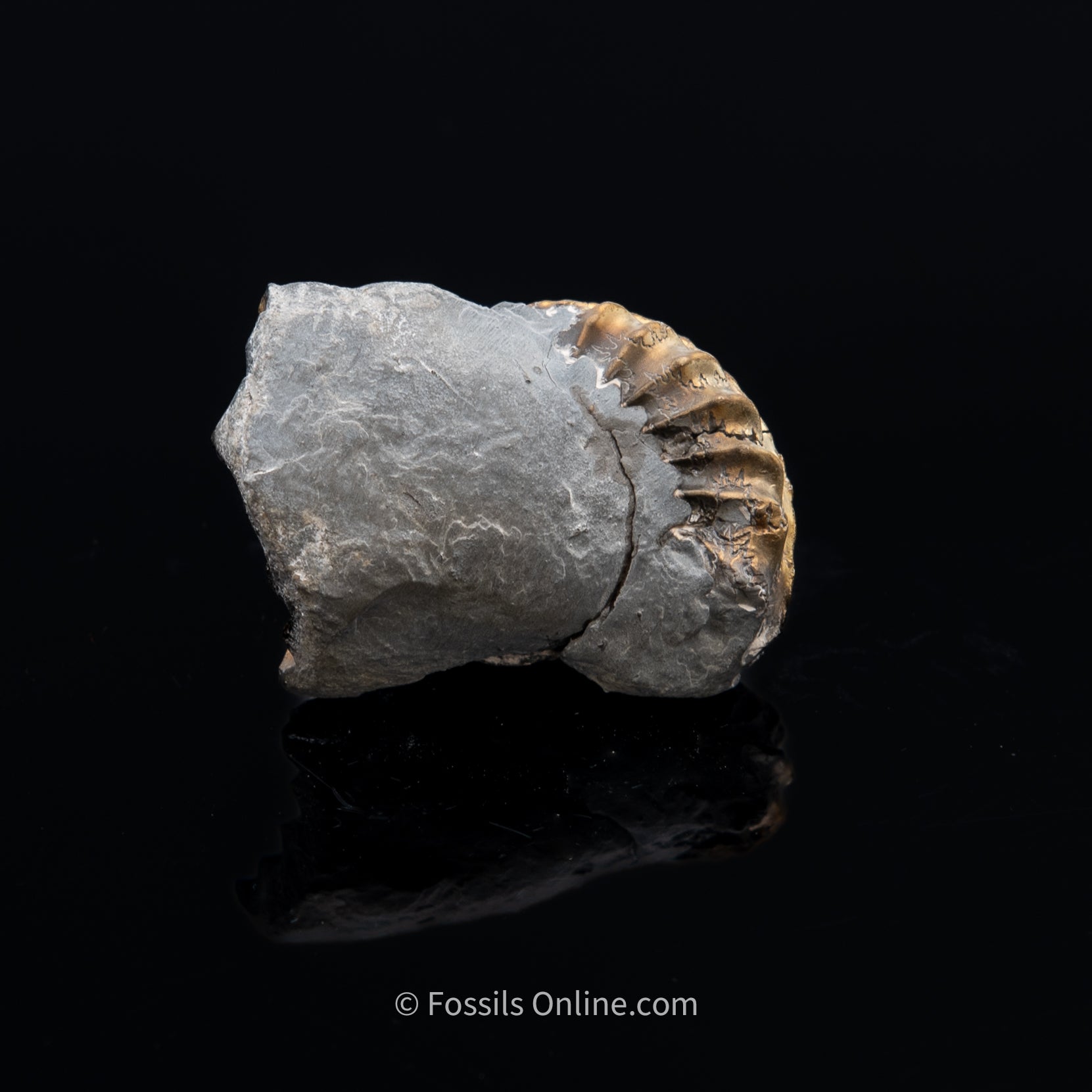 Fossil Pyritized Ammonite Pleuroceras Cluster Jurassic Germany