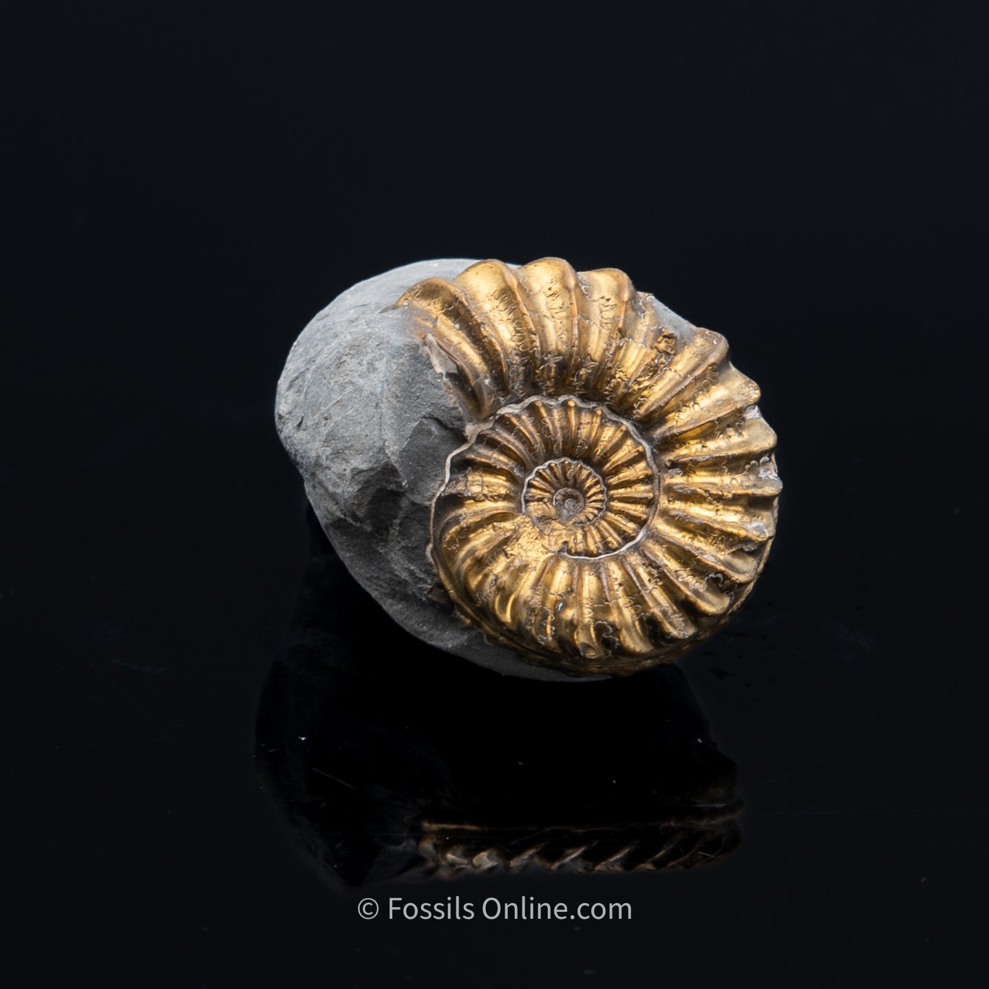 Fossil Pyritized Ammonite Pleuroceras Cluster Jurassic Germany