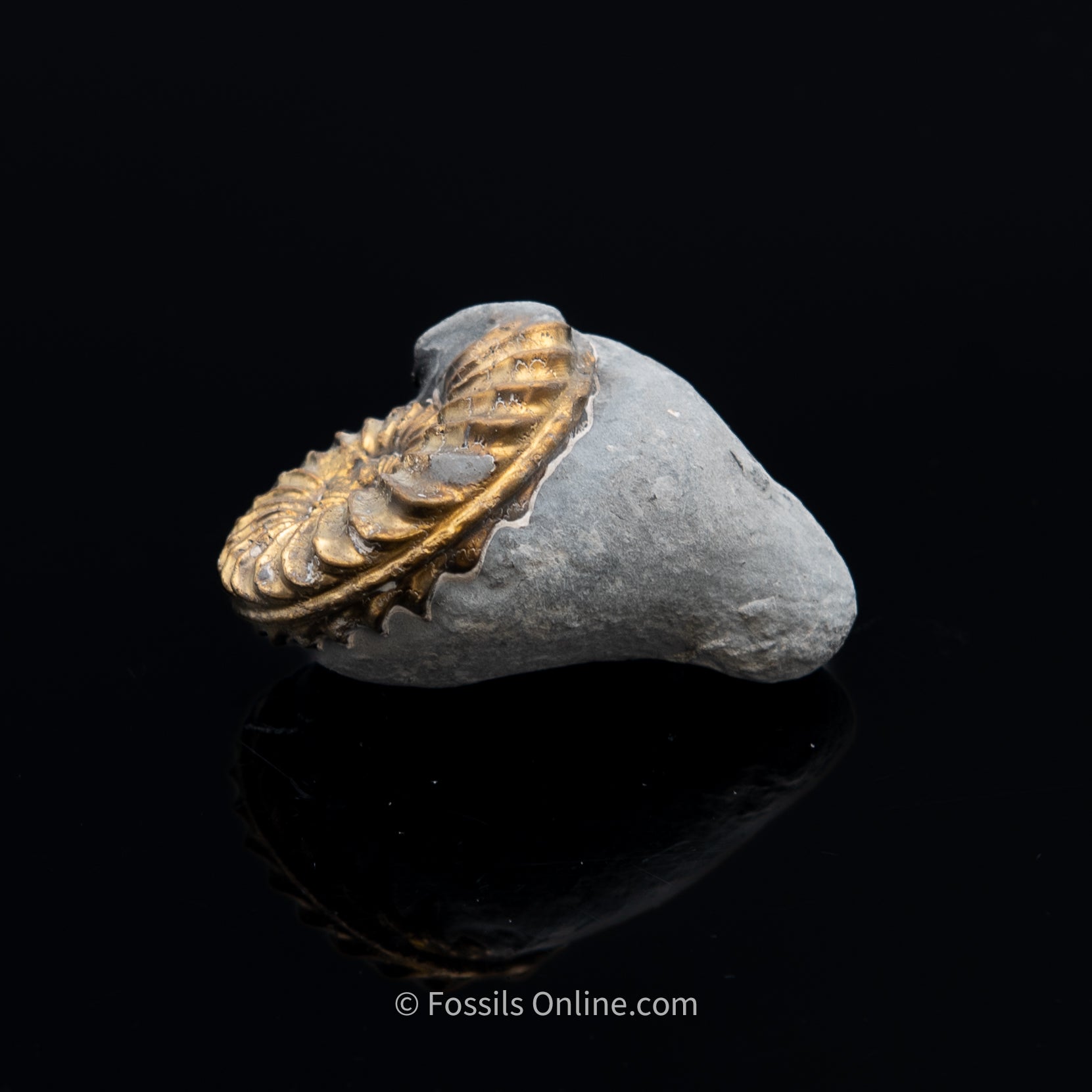 Fossil Pyritized Ammonite Pleuroceras Cluster Jurassic Germany