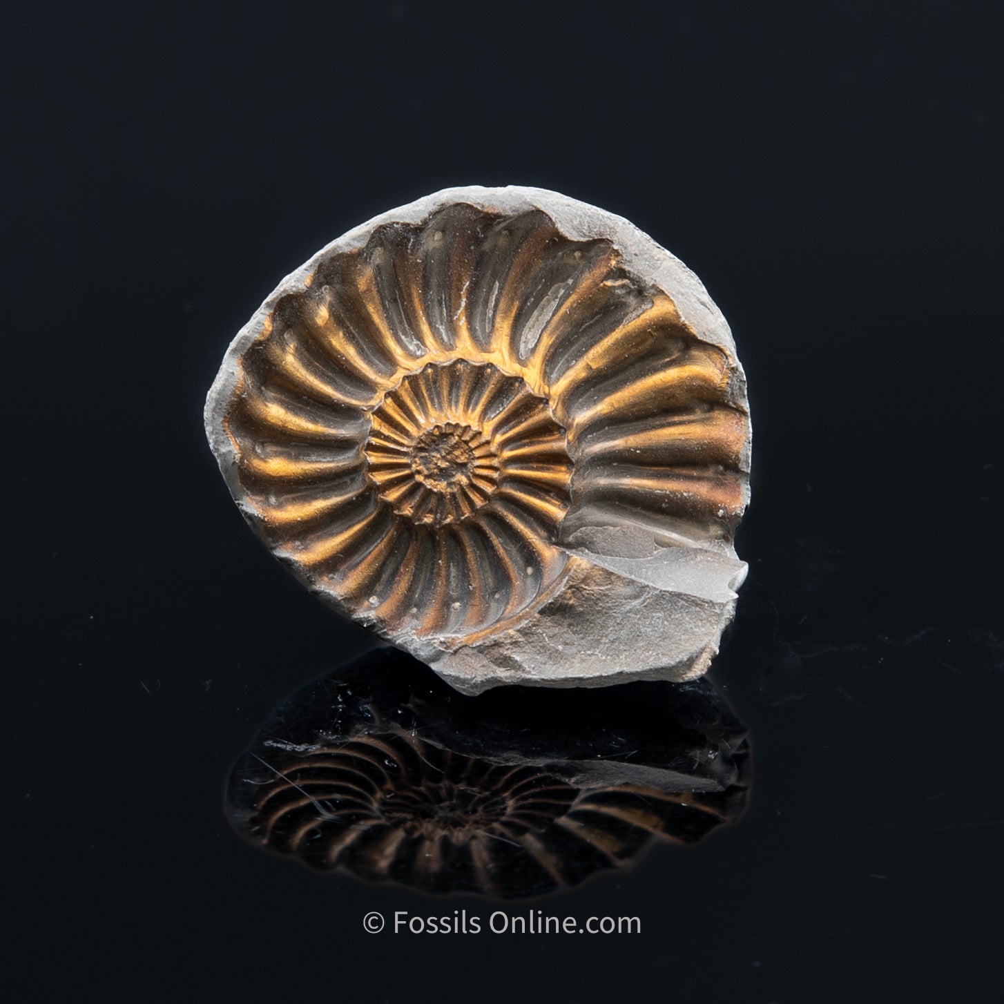 Fossil Pyritized Ammonite Negative Pleuroceras Cluster Jurassic Germany