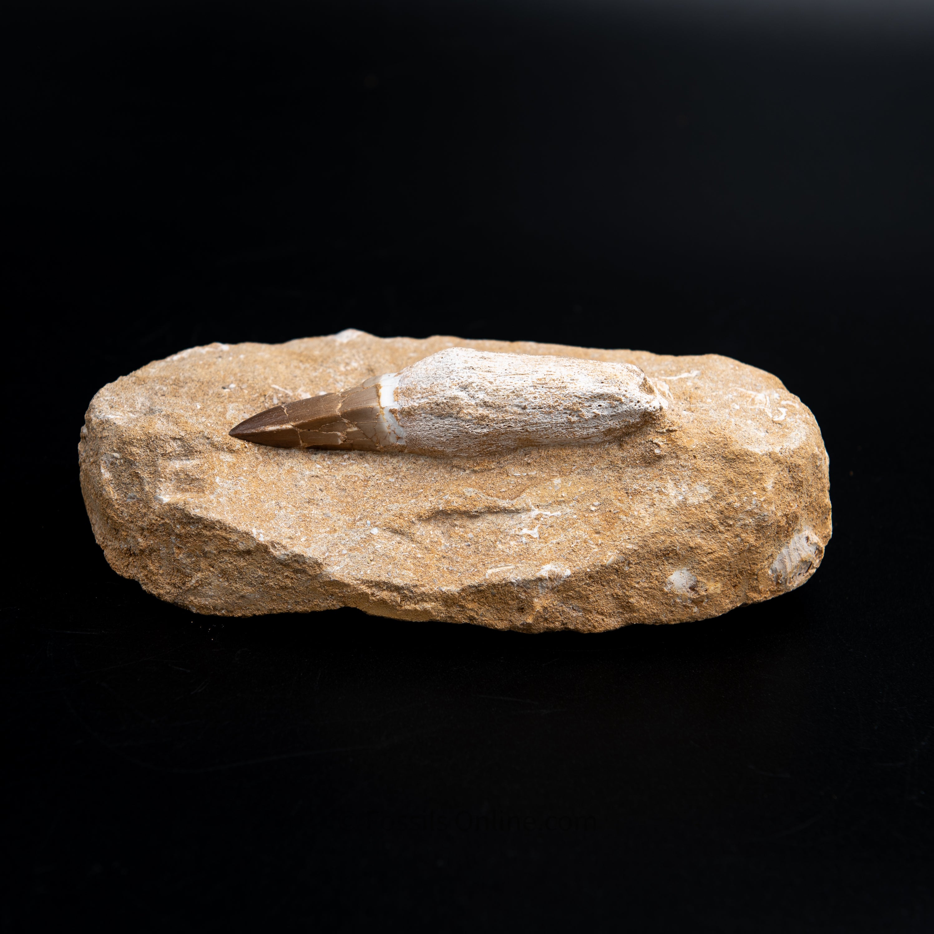 Mosasaurus Tooth in Matrix 3.47"