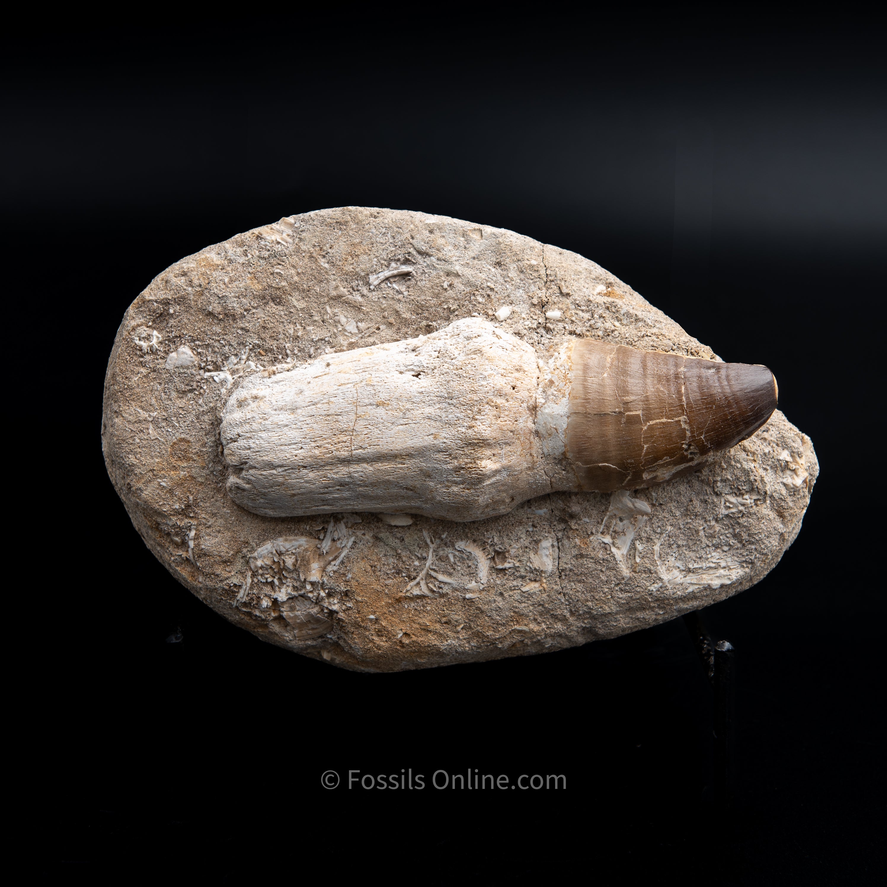 Mosasaurus Tooth in Matrix 5.17"