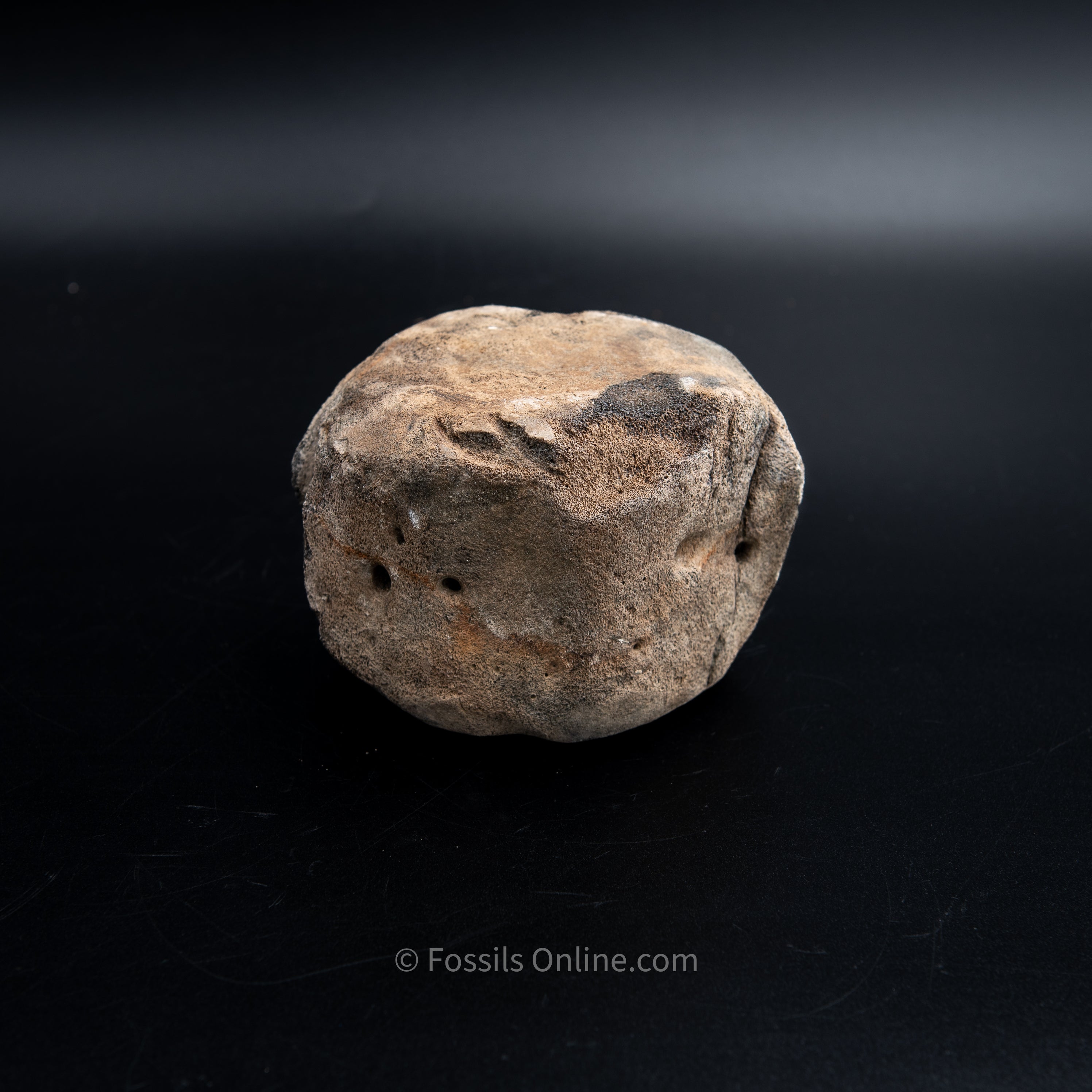 Shark Bitten Whale Vertebra