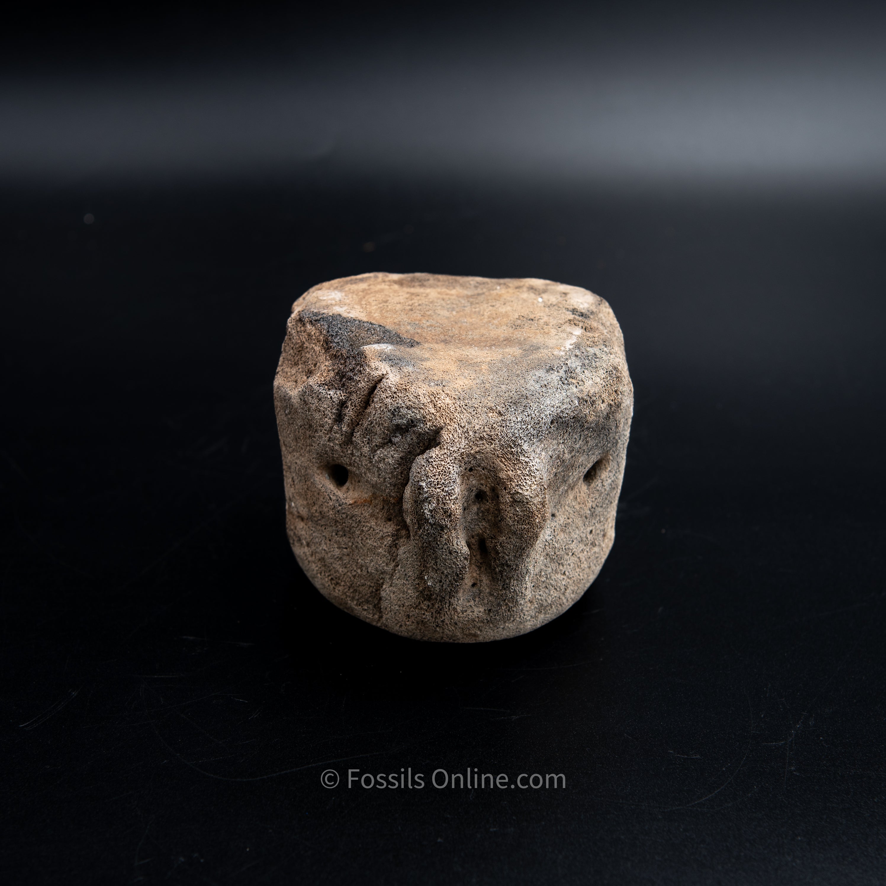 Shark Bitten Whale Vertebra