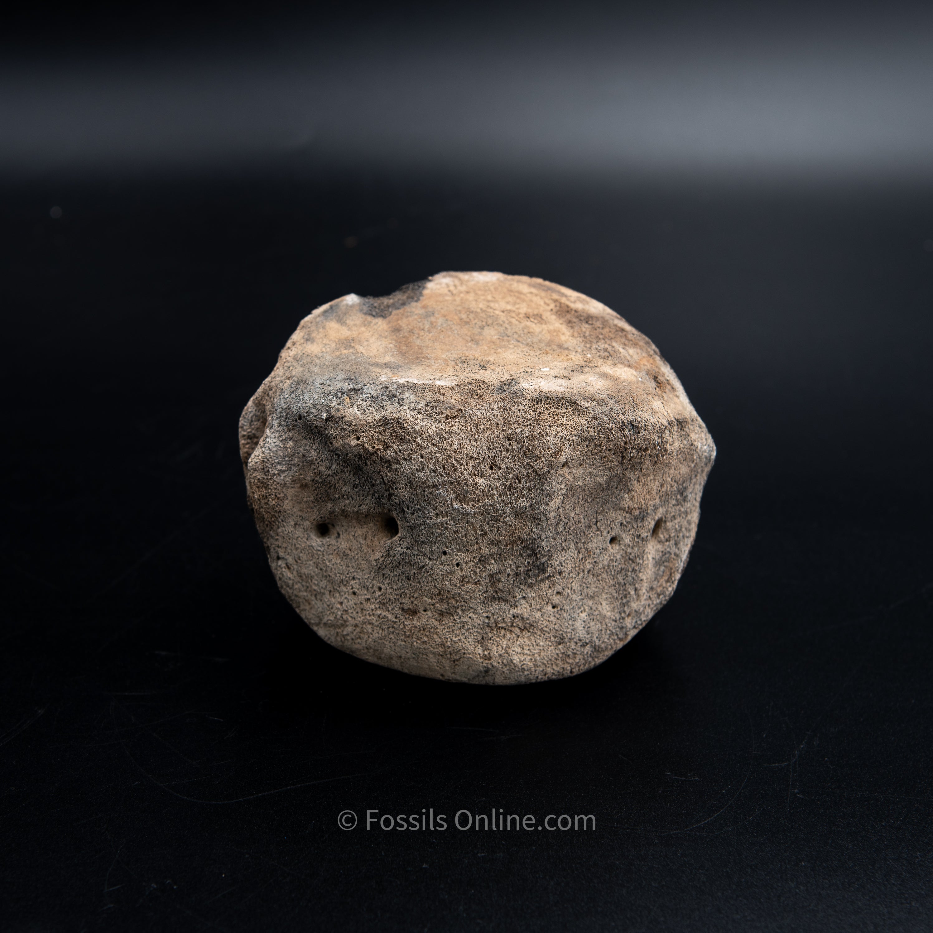 Shark Bitten Whale Vertebra