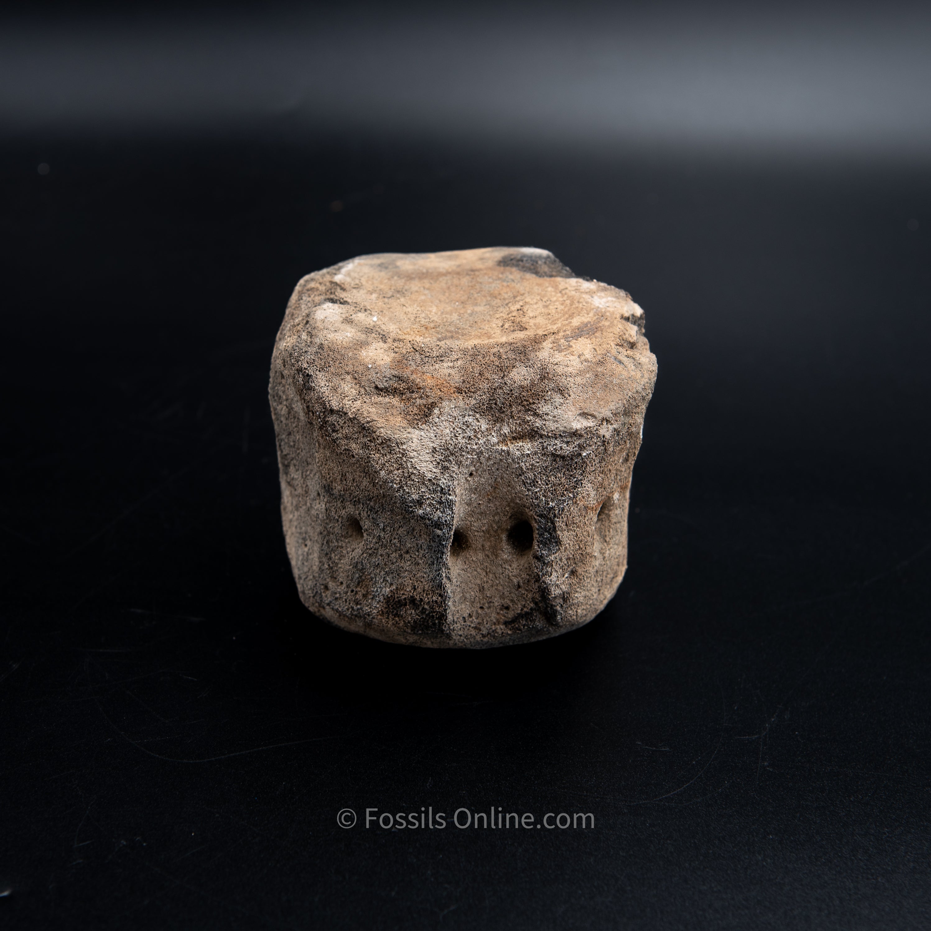 Shark Bitten Whale Vertebra