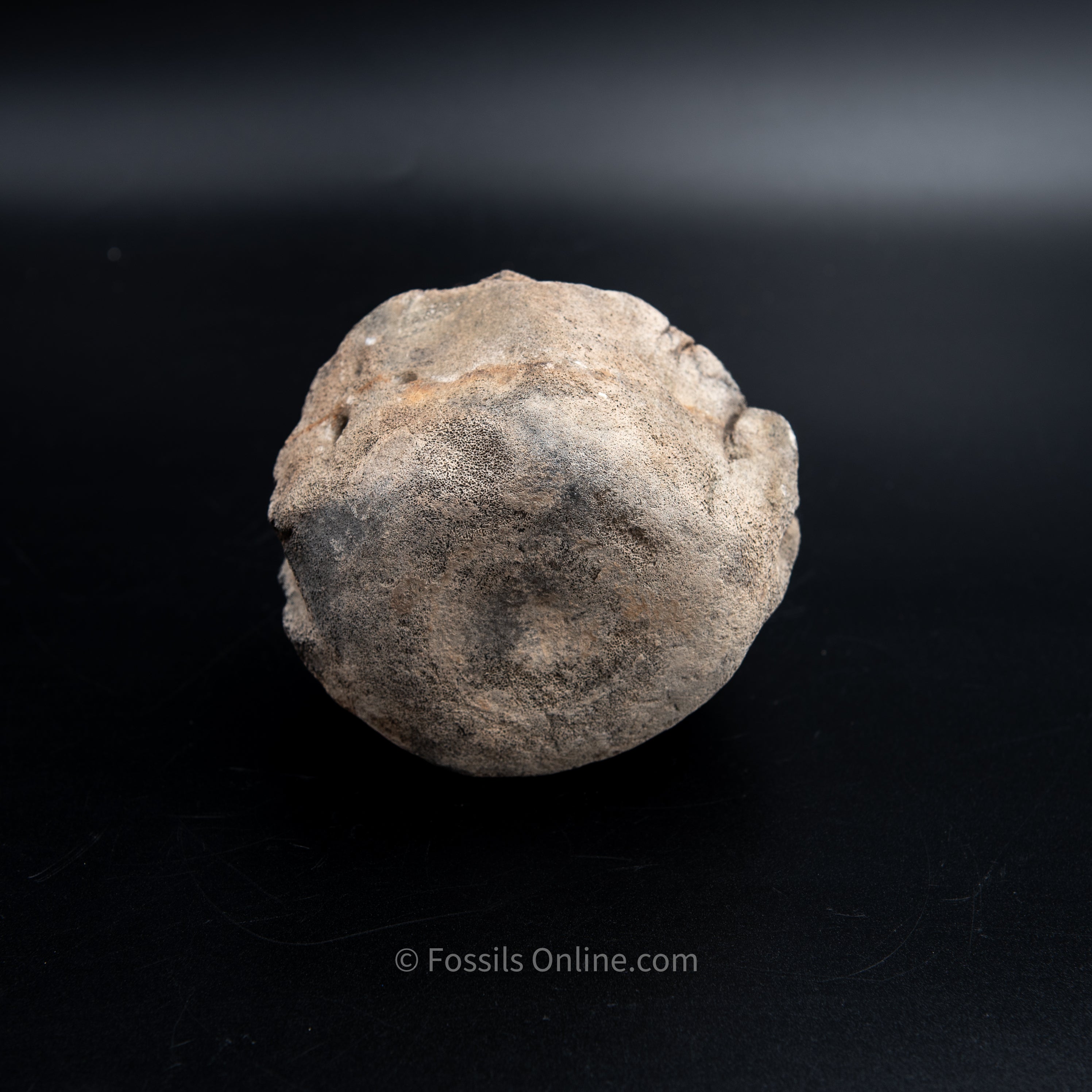 Shark Bitten Whale Vertebra