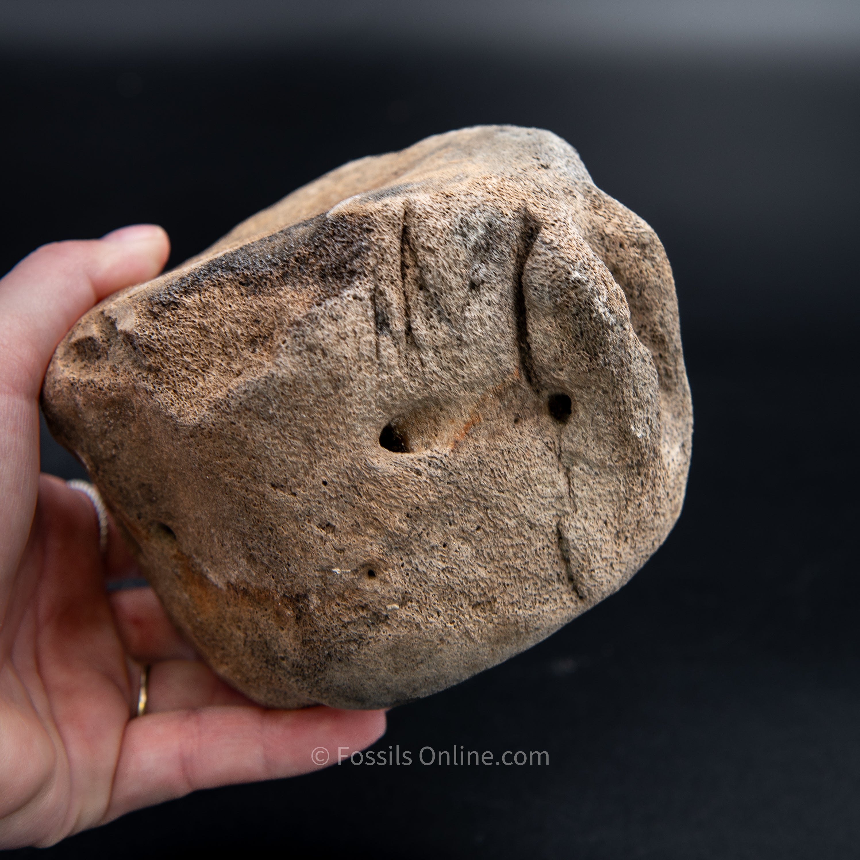 Shark Bitten Whale Vertebra