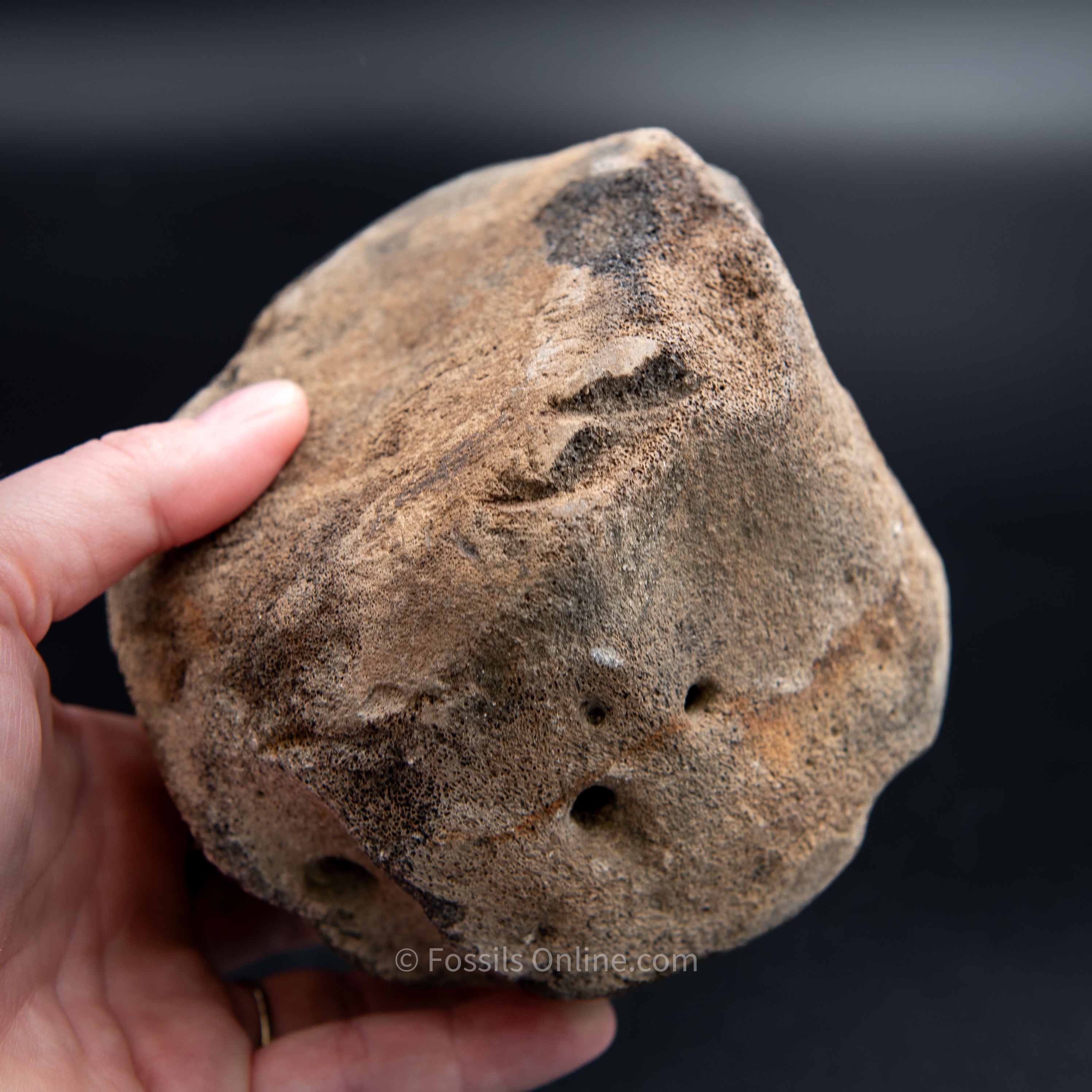 Shark Bitten Whale Vertebra