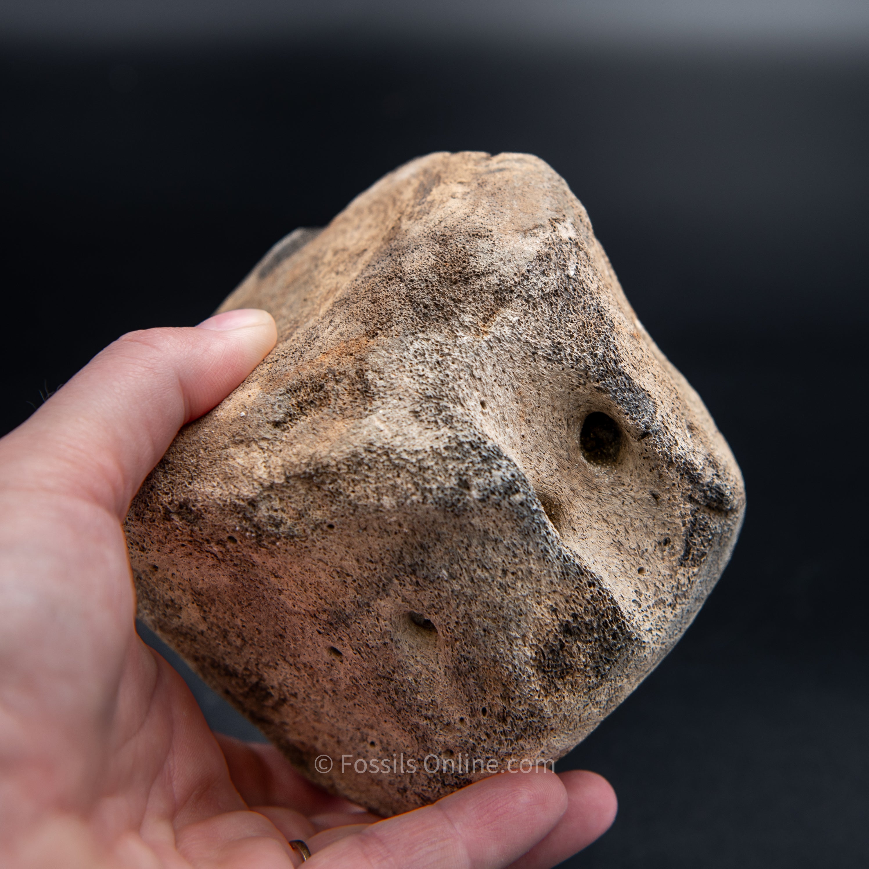 Shark Bitten Whale Vertebra