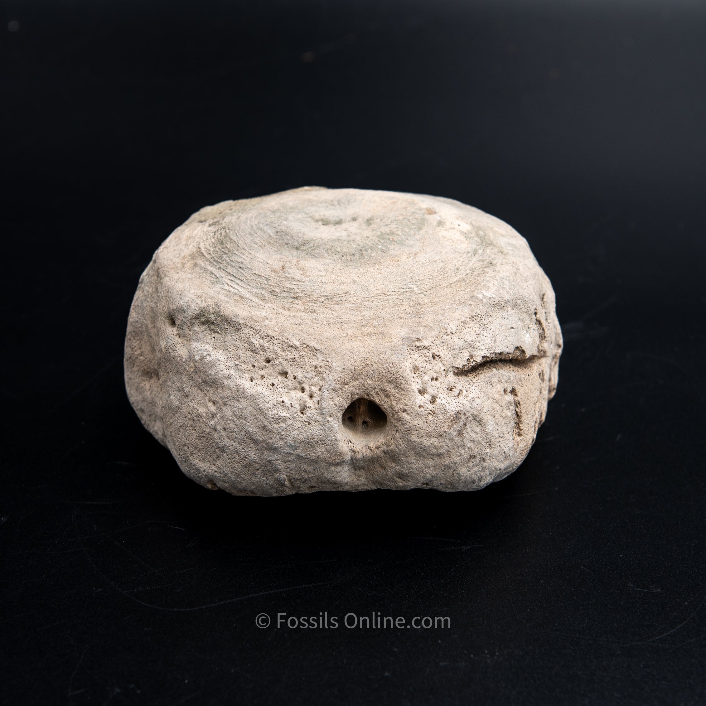 Shark Bitten Whale Vertebra