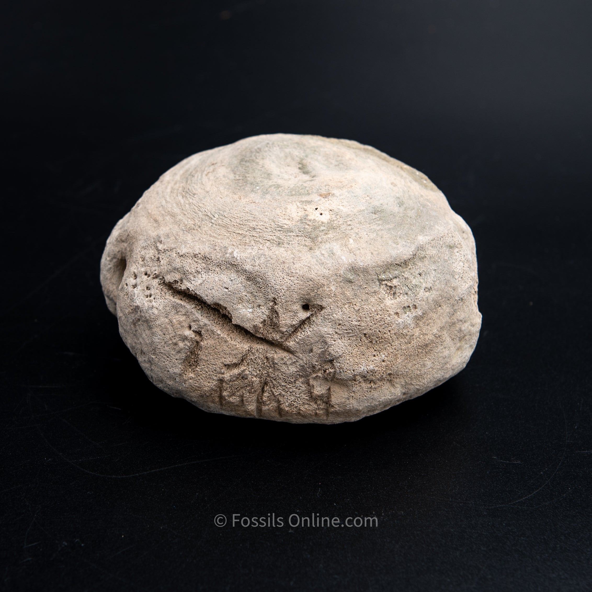 Shark Bitten Whale Vertebra