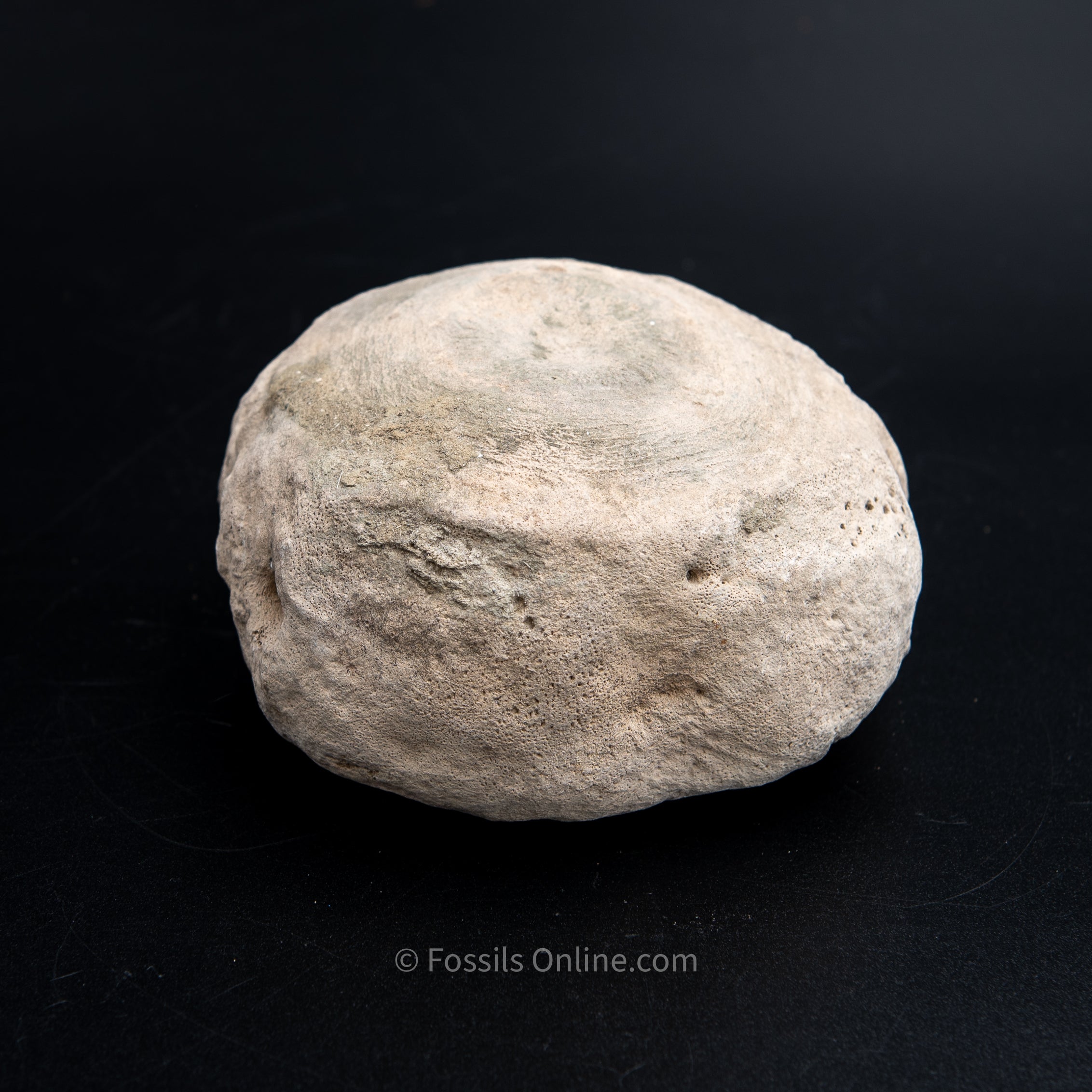 Shark Bitten Whale Vertebra