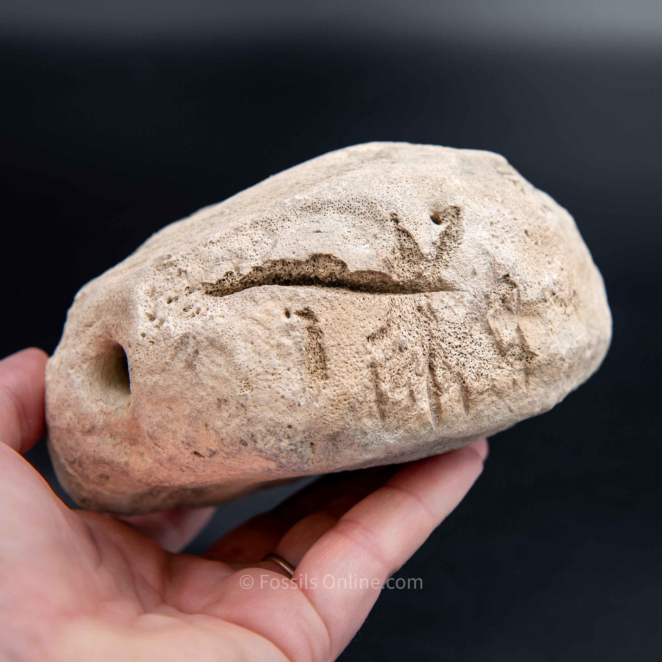 Shark Bitten Whale Vertebra