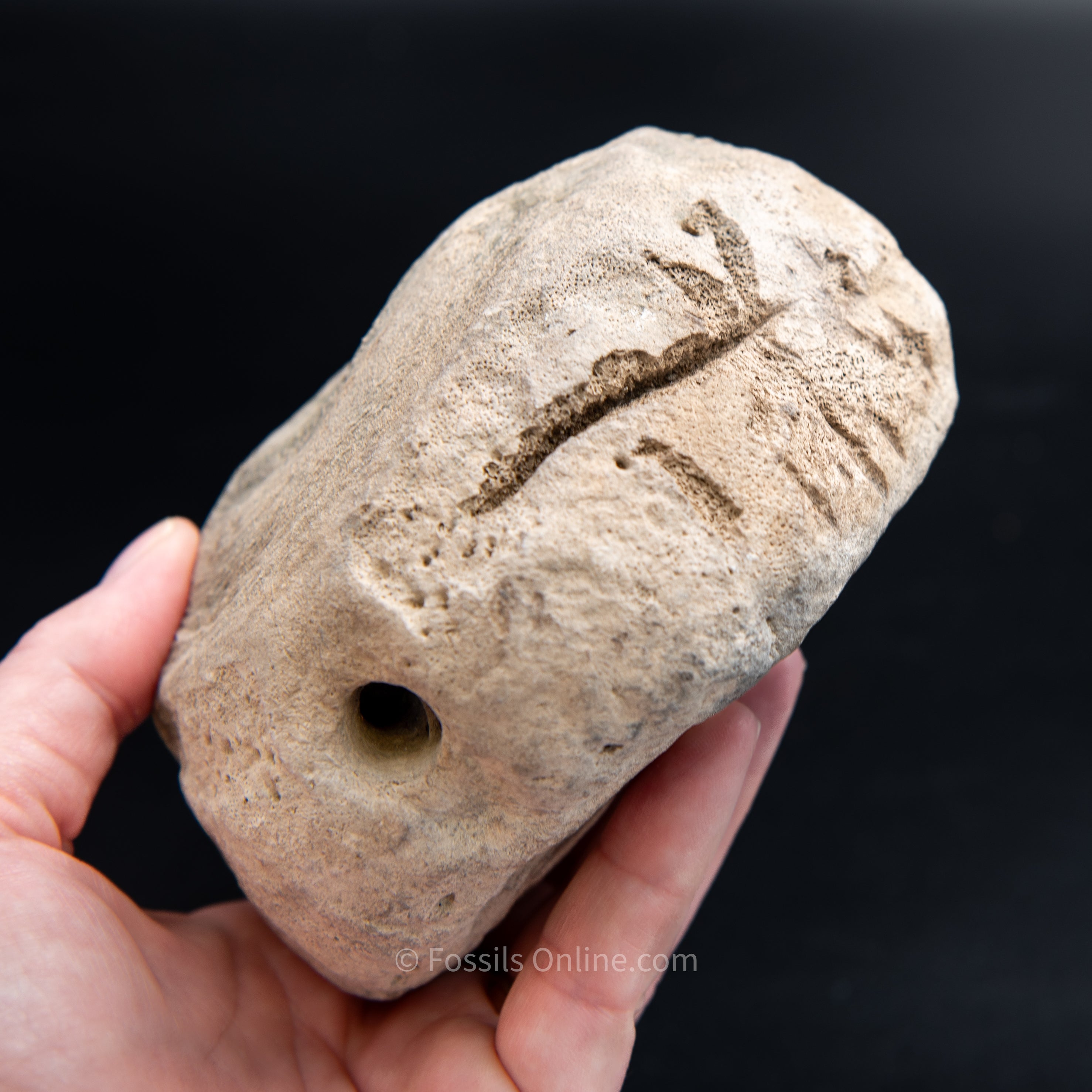 Shark Bitten Whale Vertebra