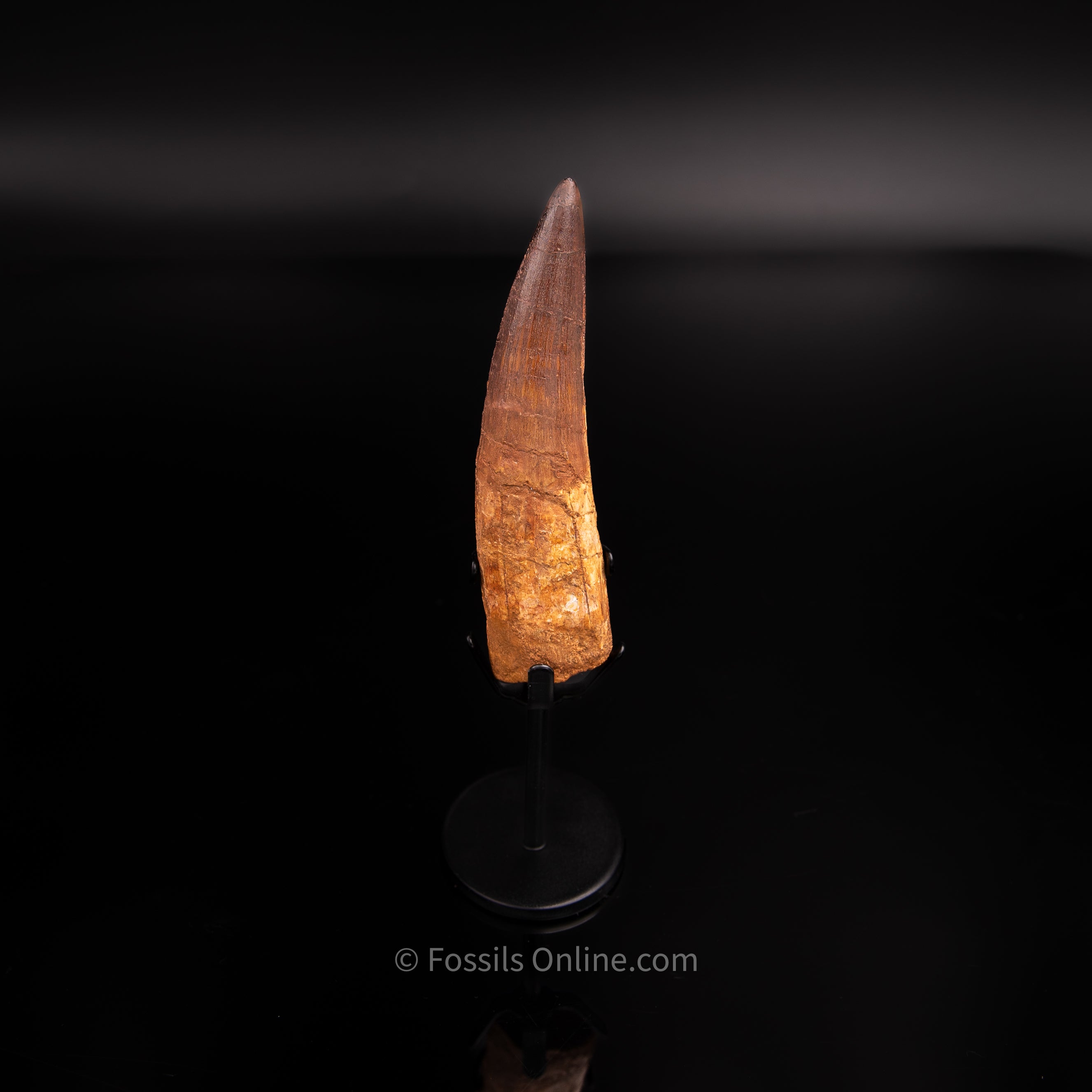 Pristine Spinosaurus Dinosaur Tooth 4.35"