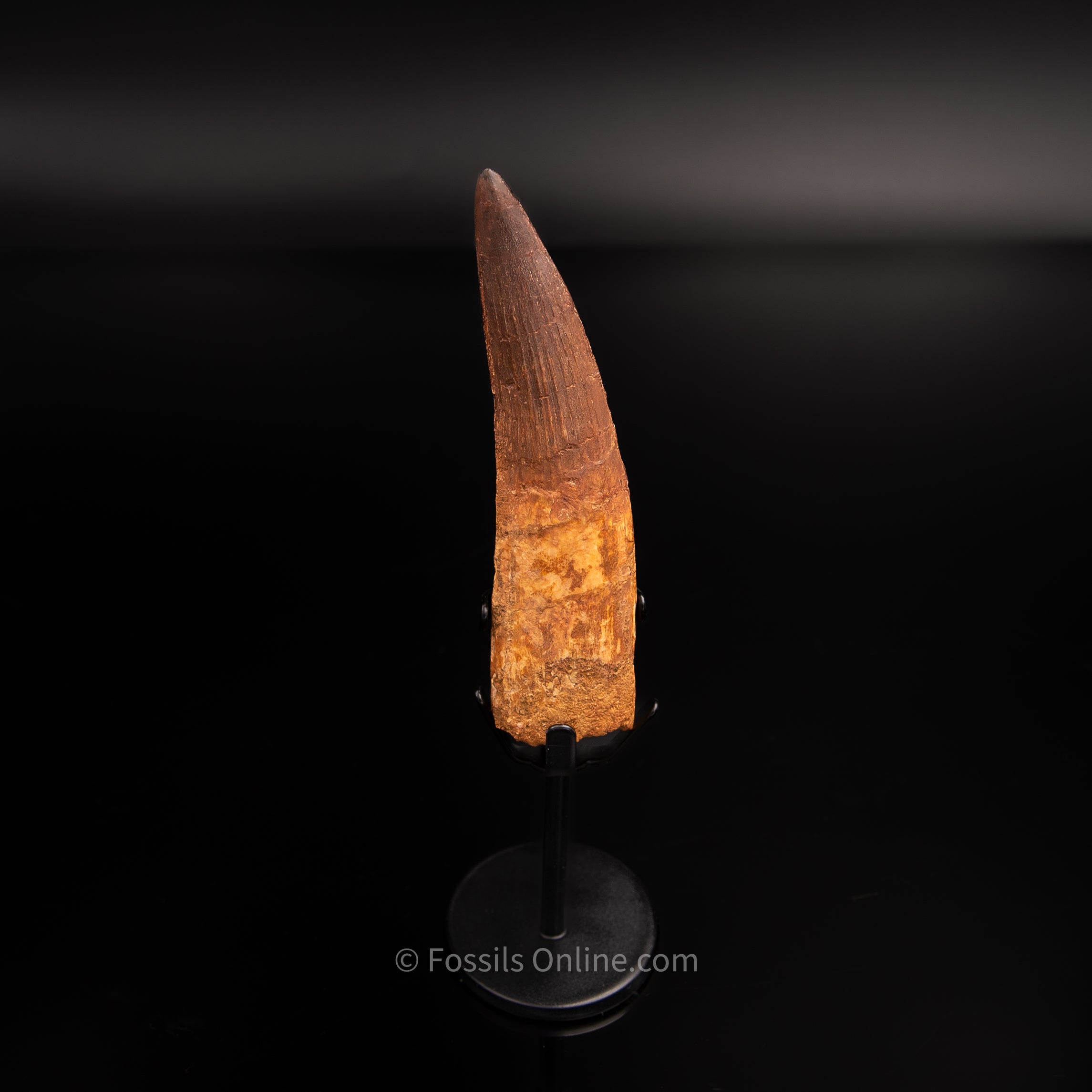 Pristine Spinosaurus Dinosaur Tooth 4.35"